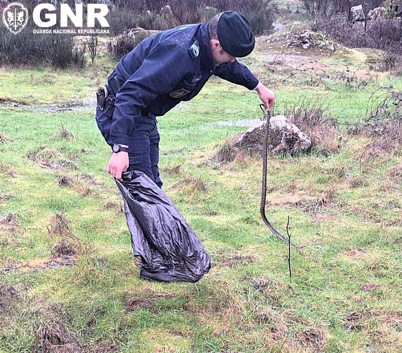 GNR resgata cobra-ferradura em habitação de Seia