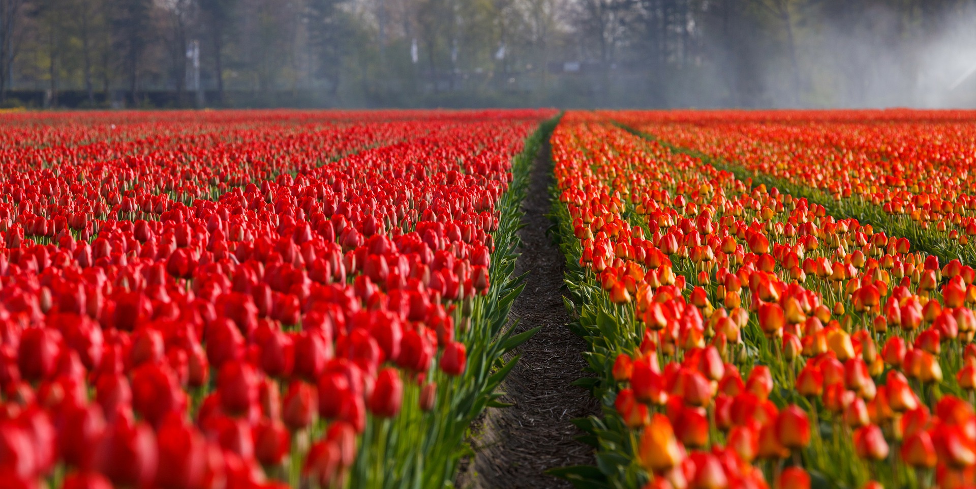 A terra das tulipas deixa de ser Holanda e passa a chamar-se Países Baixos