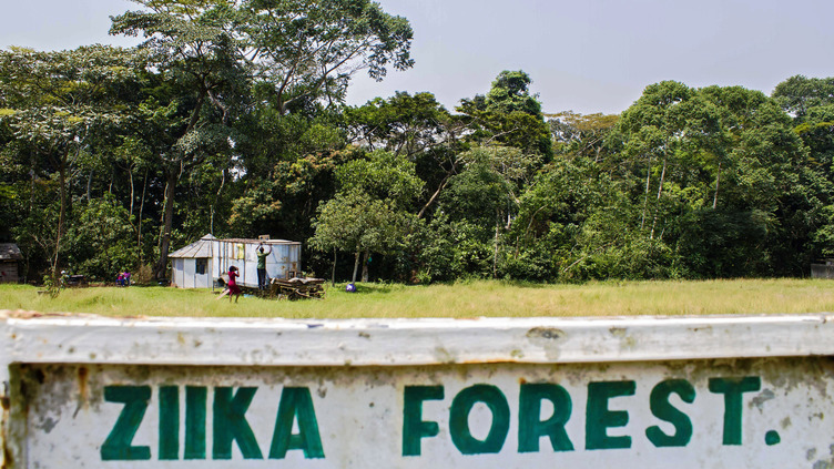 Zika é nome de floresta: uma viagem às origens do vírus, no Uganda