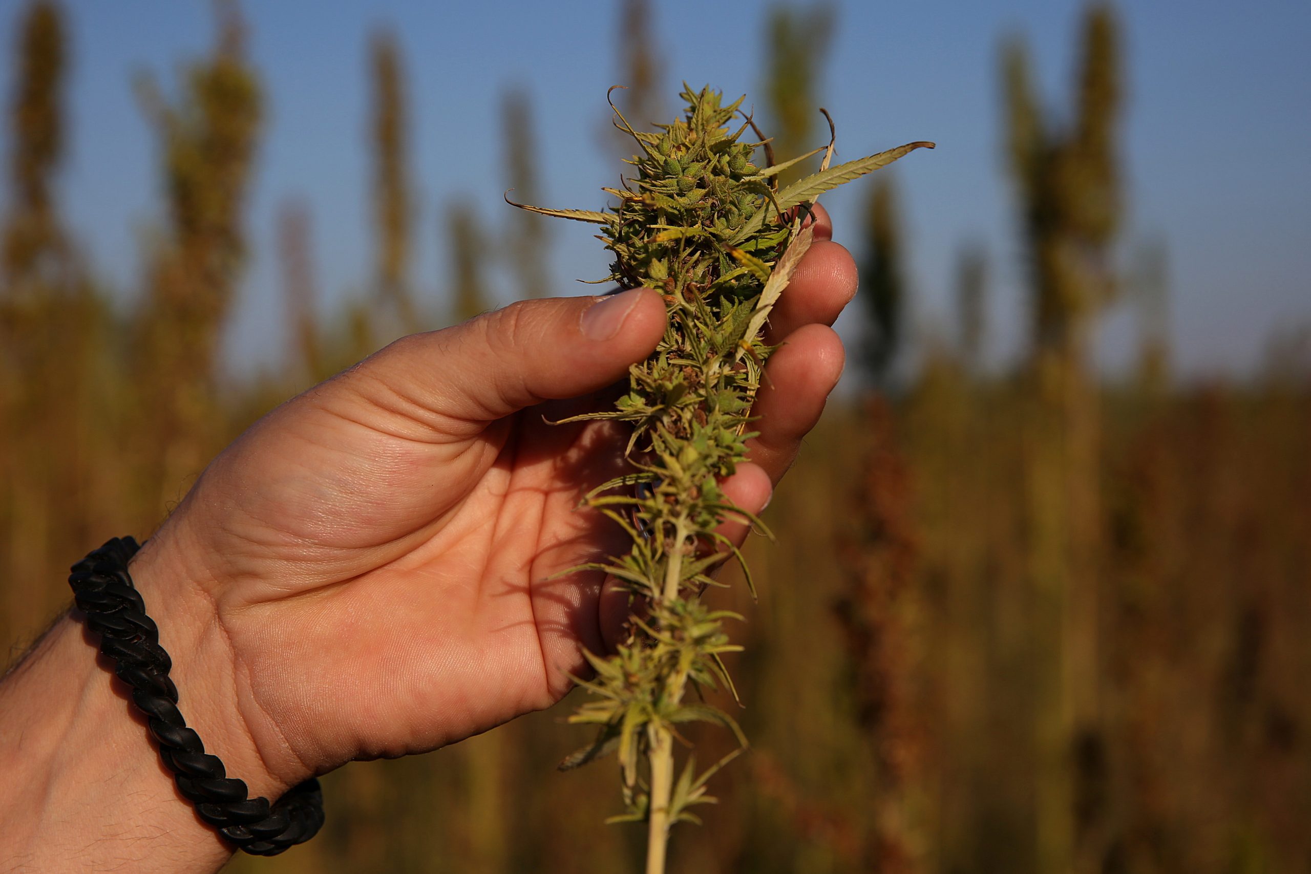 Regulamentação da lei da canábis medicinal concluída até ao fim do ano