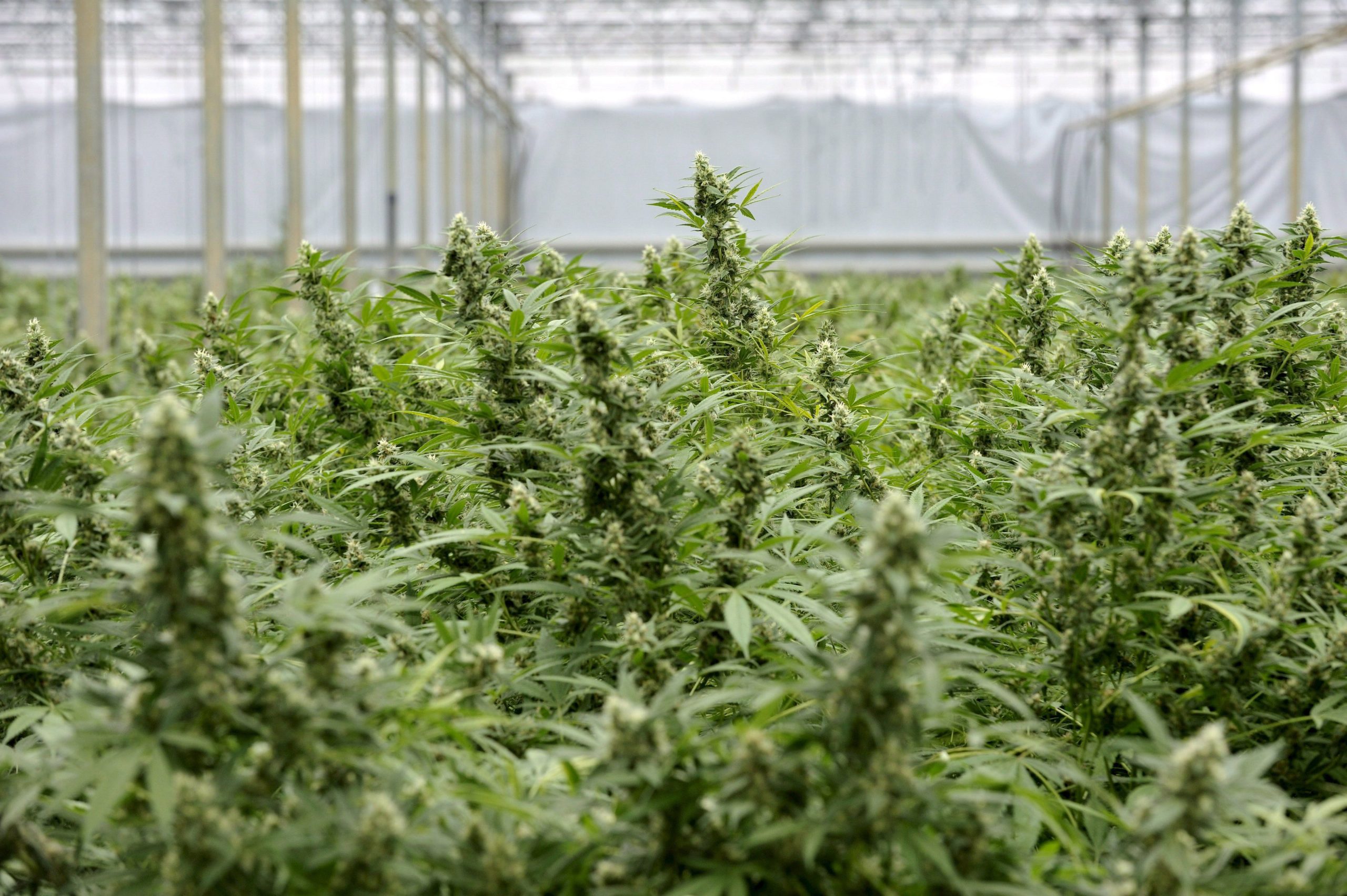 Governo britânico anuncia legalização da canábis para fins medicinais