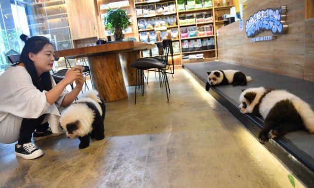 Será um cão? Será um panda? Consensual não é, certamente
