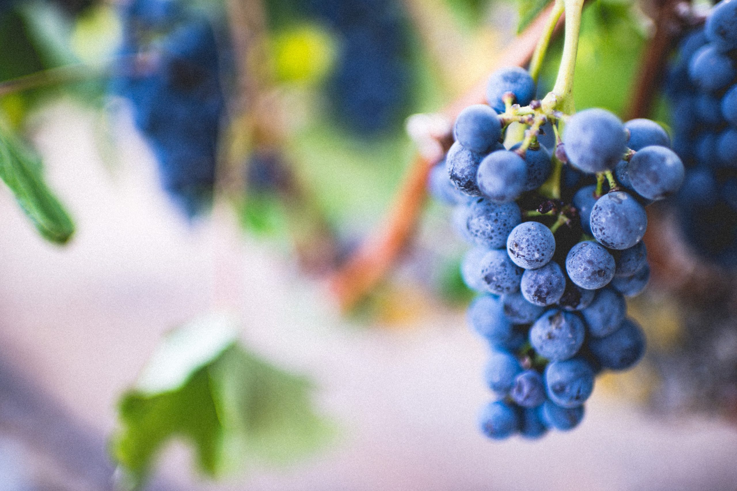 Produção de uvas na Madeira deve atingir as 4.300 toneladas