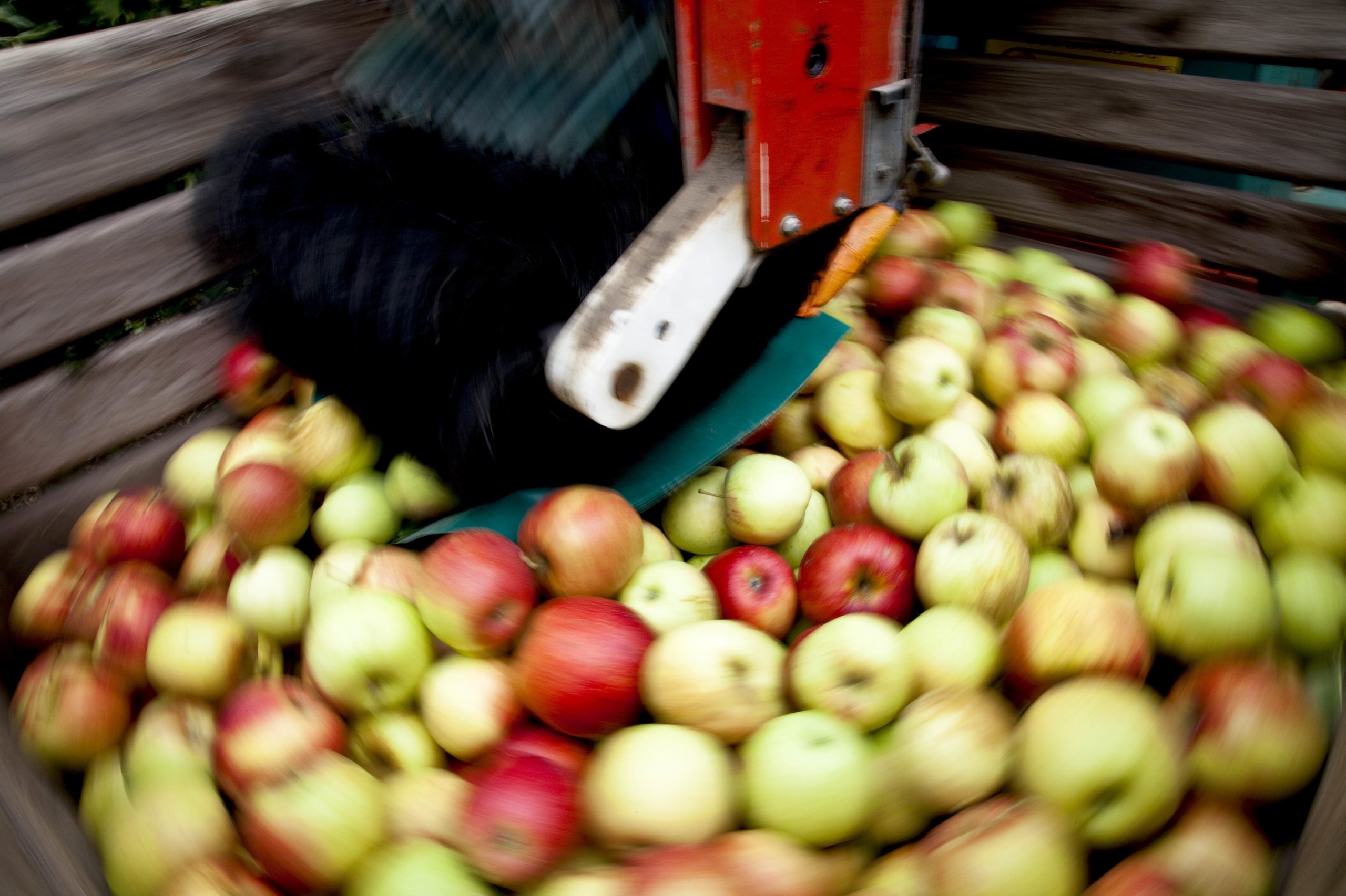 Fruta com pesticidas? Governo diz que estudo é alarmista e Portugal tem 93,6% das amostras em conformidade