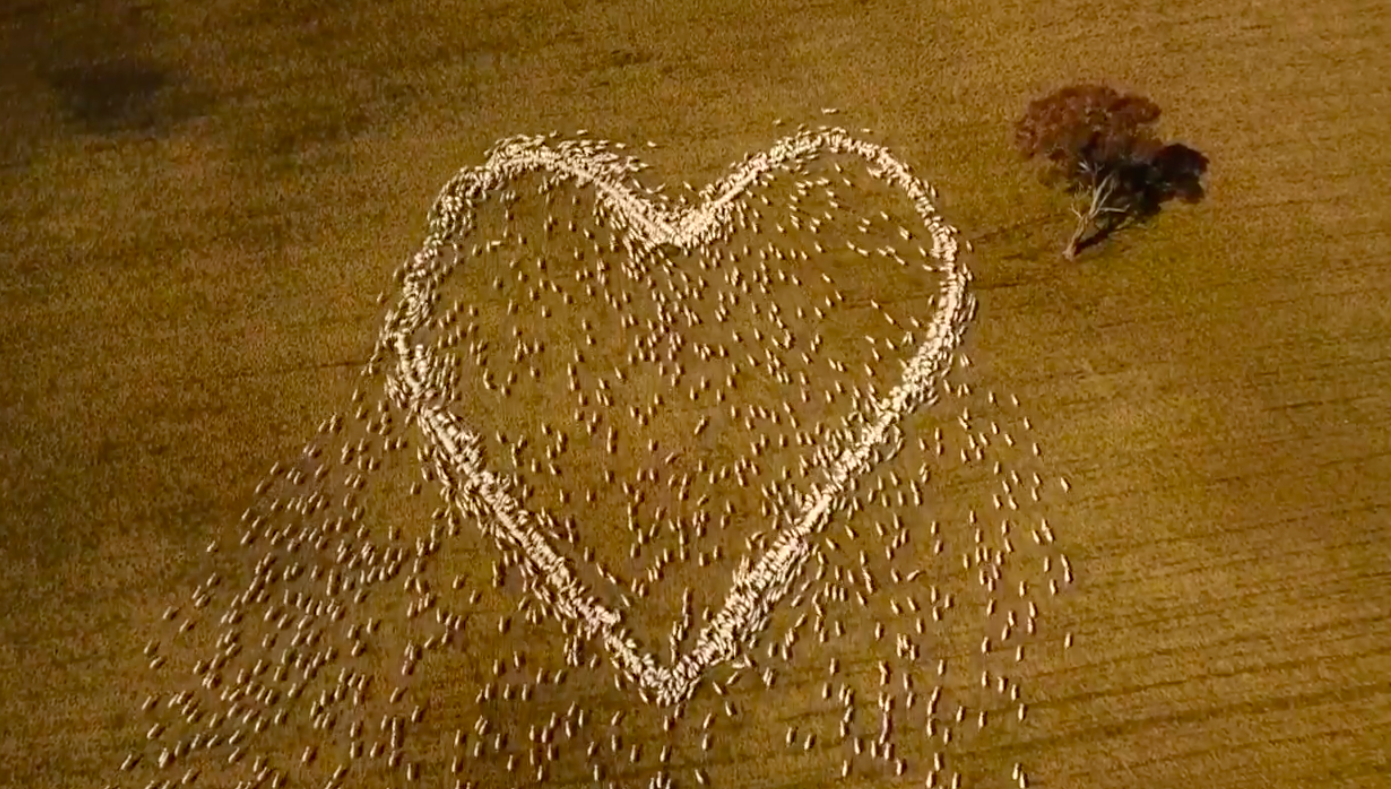 Um coração feito de ovelhas. A homenagem de um agricultor australiano à sua tia vítima de cancro