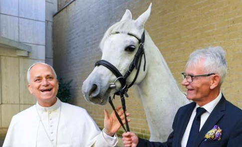 Papa Leão XIV recebe cavalo árabe puro-sangue. Animal branco “lembra a batina papal”