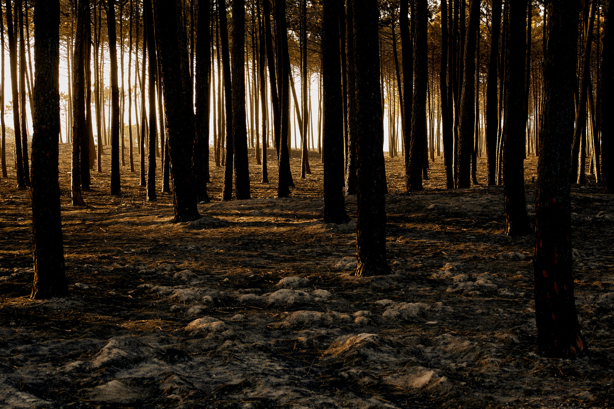 Retratos de incêndios no festival de Fotografia de paisagem em Manteigas