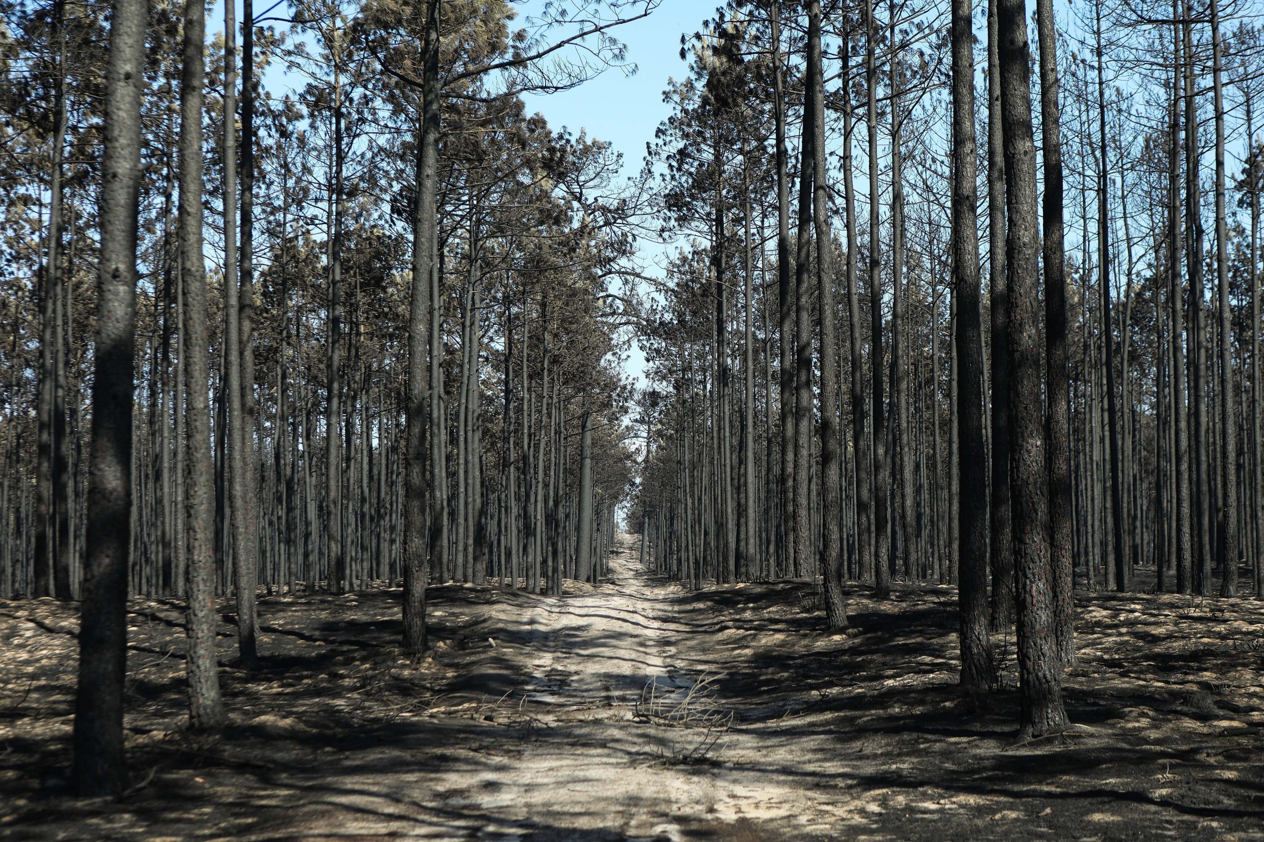 Incêndios: Técnicas que ajudam no pós-fogo testadas em baldio de Ribeira de Pena