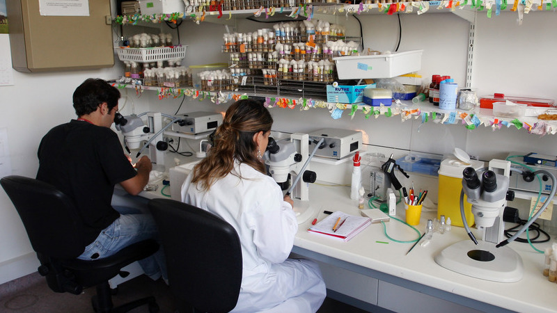 Nova imunoterapia com origem portuguesa está a ser testada nos EUA
