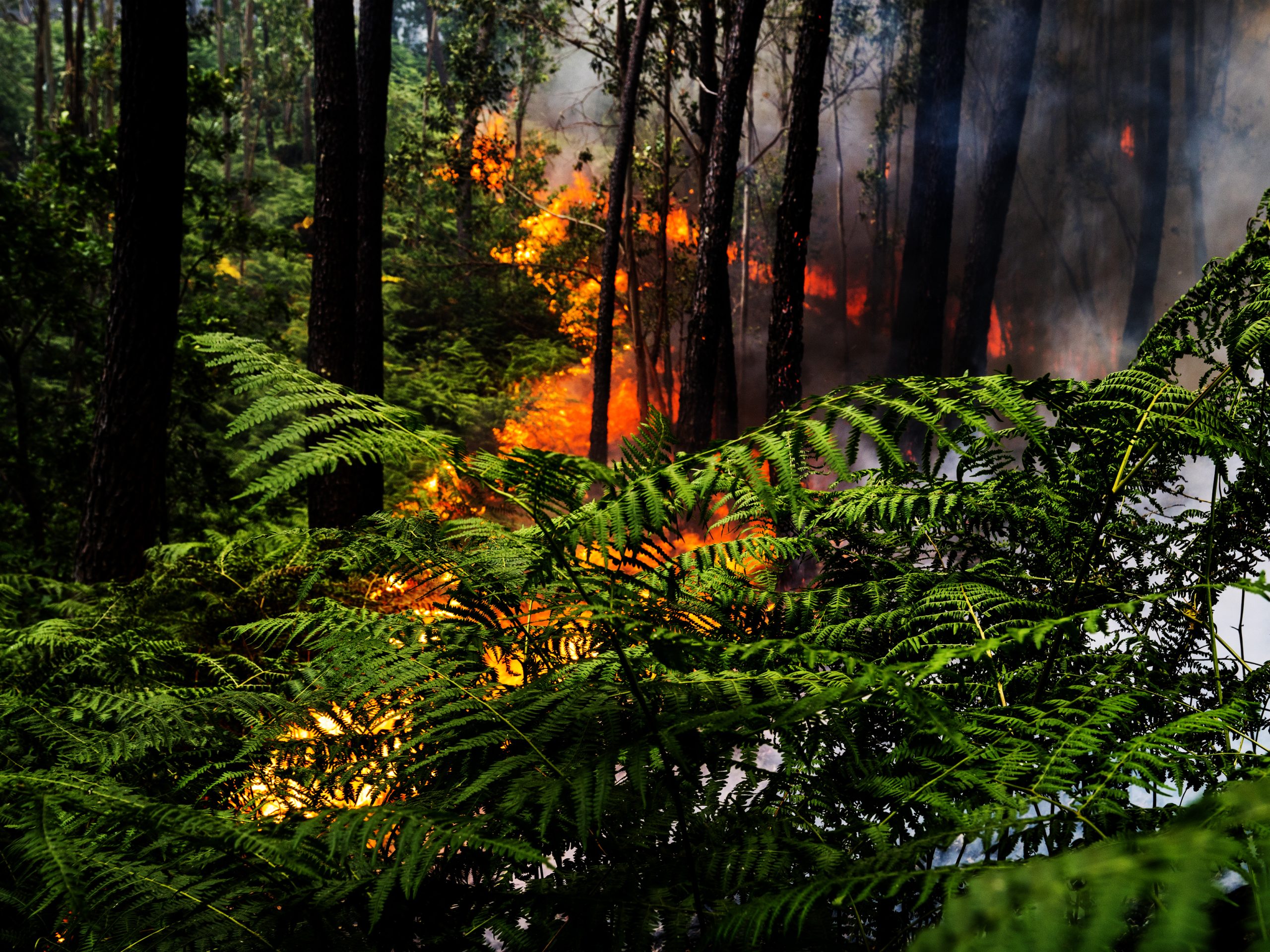 Incêndios: Fogo de Pombal destruiu 332 hectares de floresta
