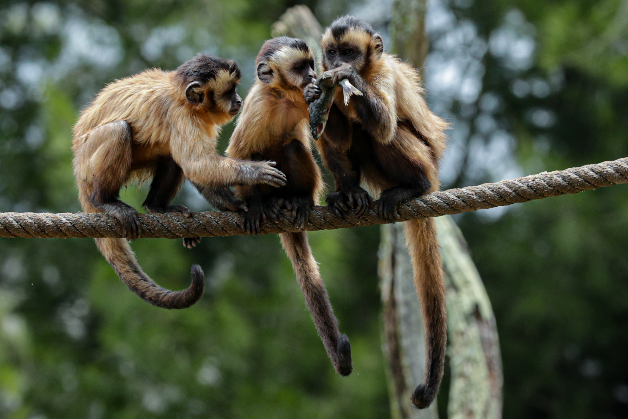OMS denuncia ataques contra macacos no Brasil por medo da varíola dos macacos