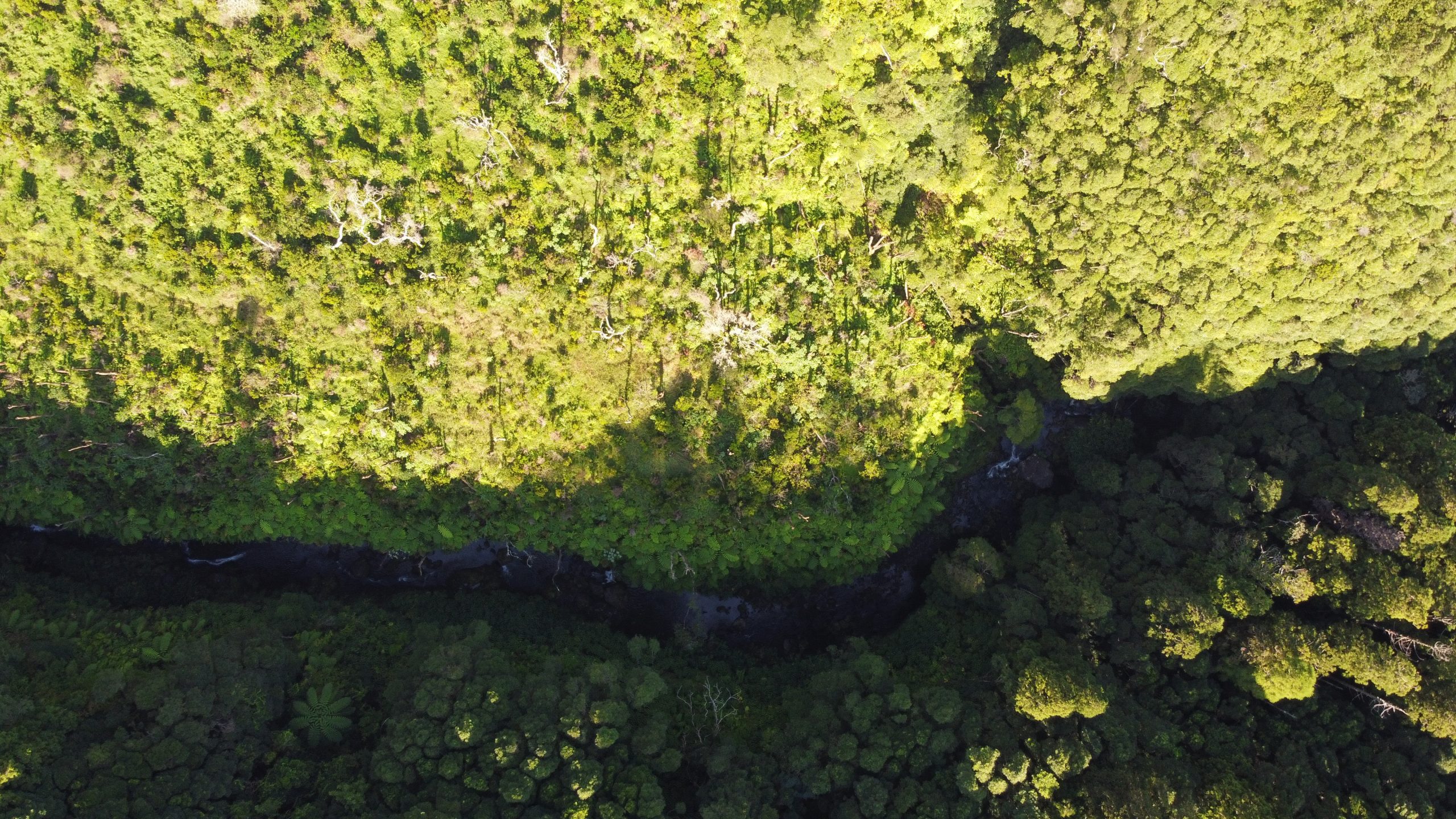 Proprietários esperam que plano para a floresta vá além de “caderno de intenções”