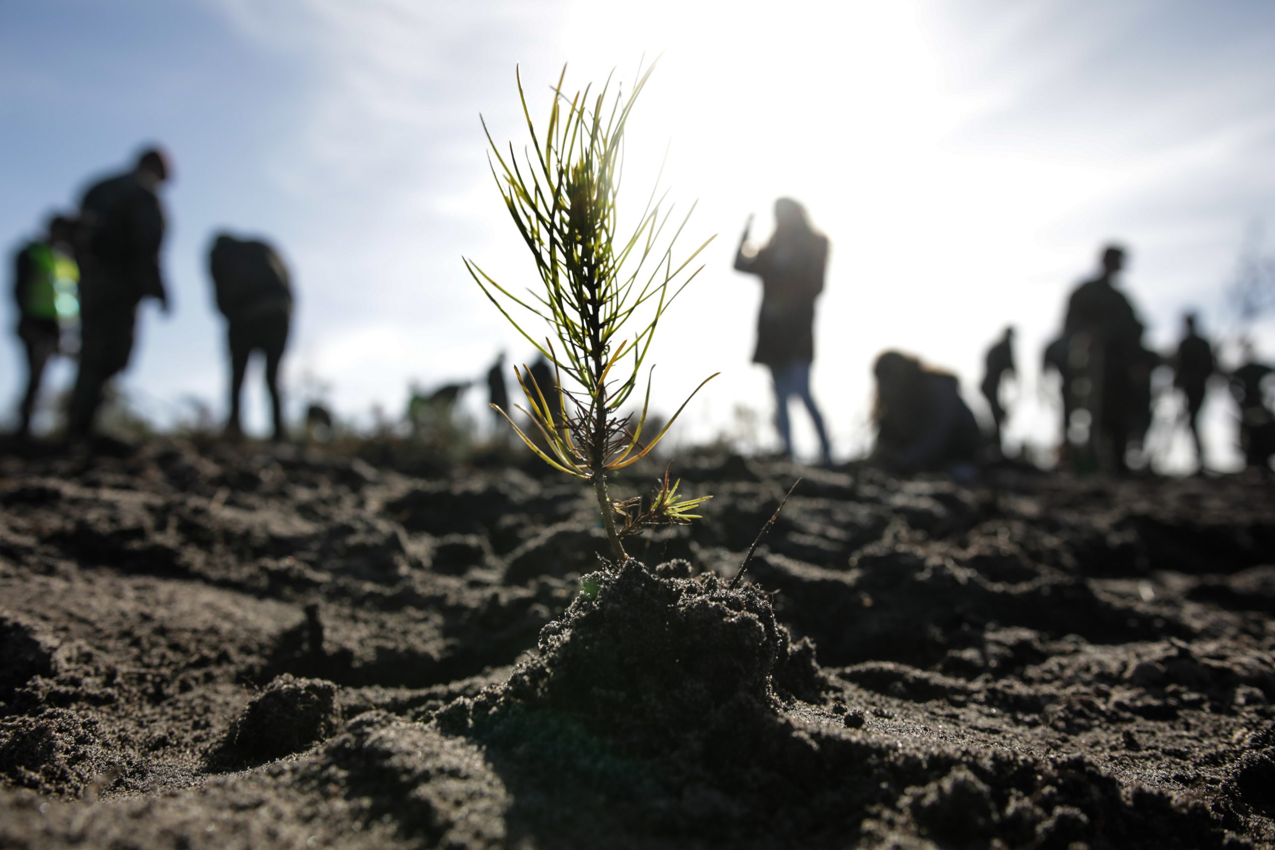 Dia Mundial do Ambiente. Associação Quercus divulga projeto de restauro de ecossistemas
