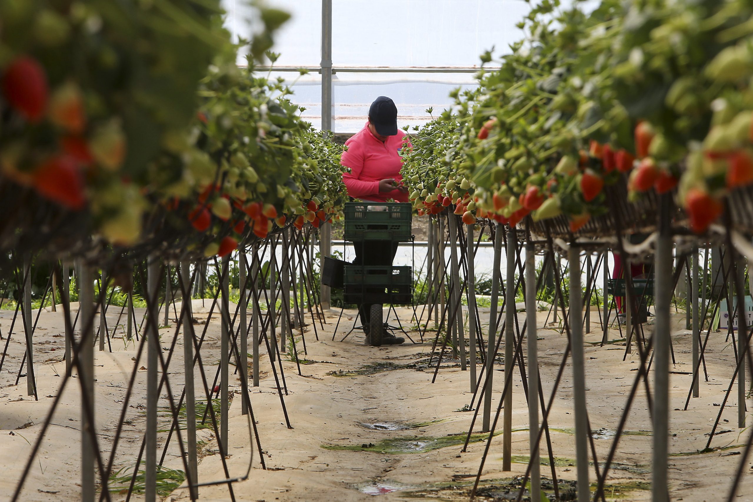 Exportações: frutos vermelhos destronam pera rocha