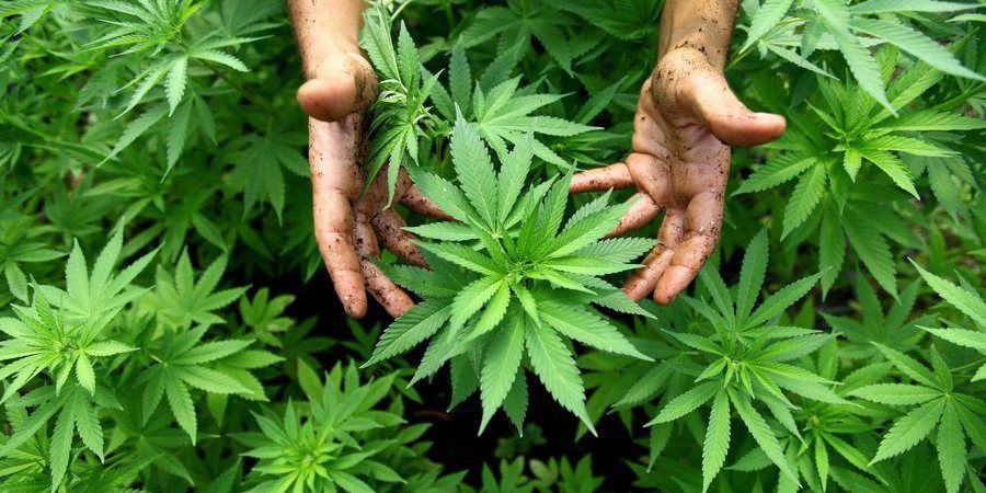 Porto Rico legaliza o consumo de canábis para fins medicinais para dar a volta à economia