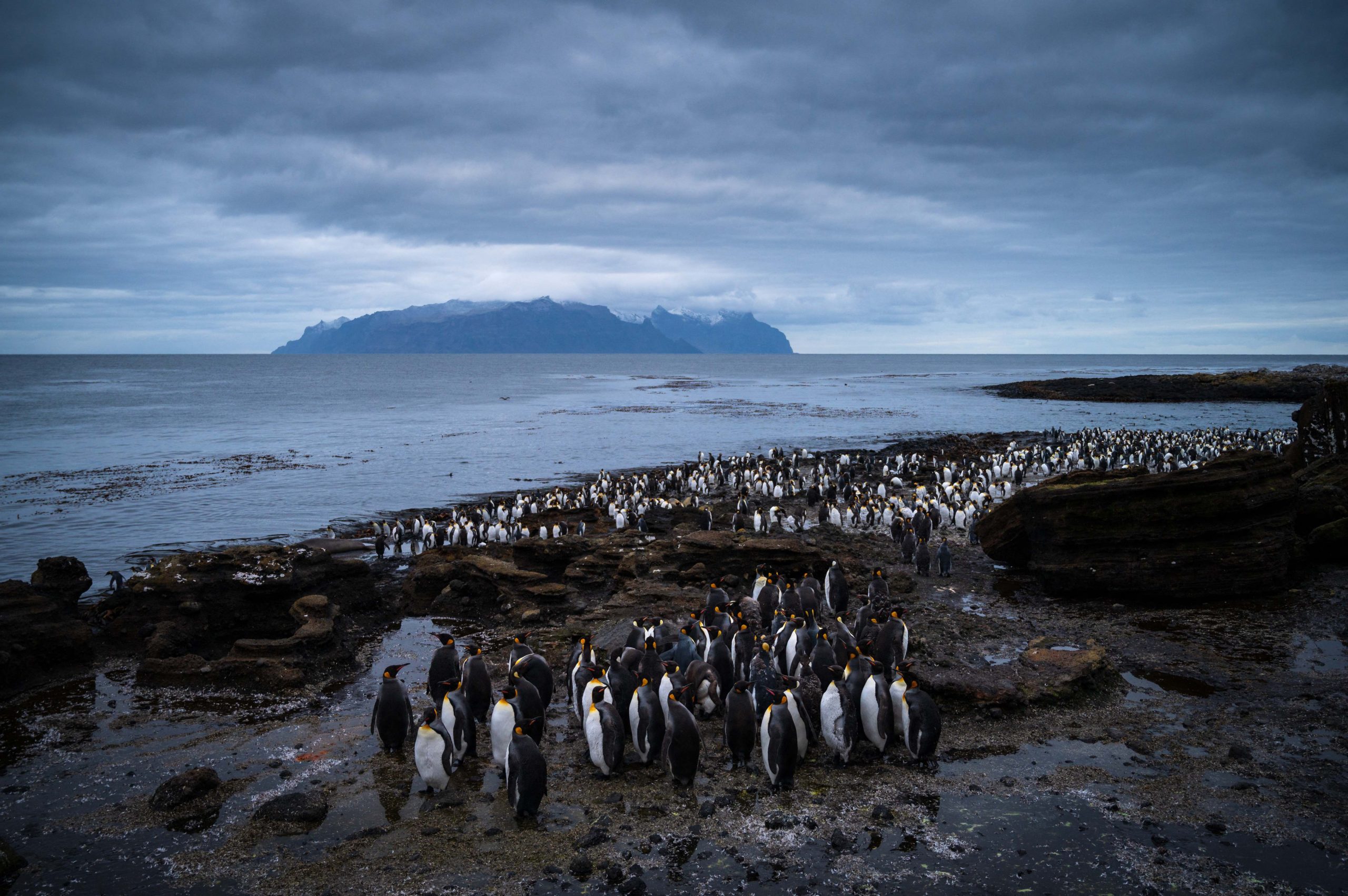 Excremento de pinguins pode ajudar a reduzir efeitos das alterações climáticas na Antártida