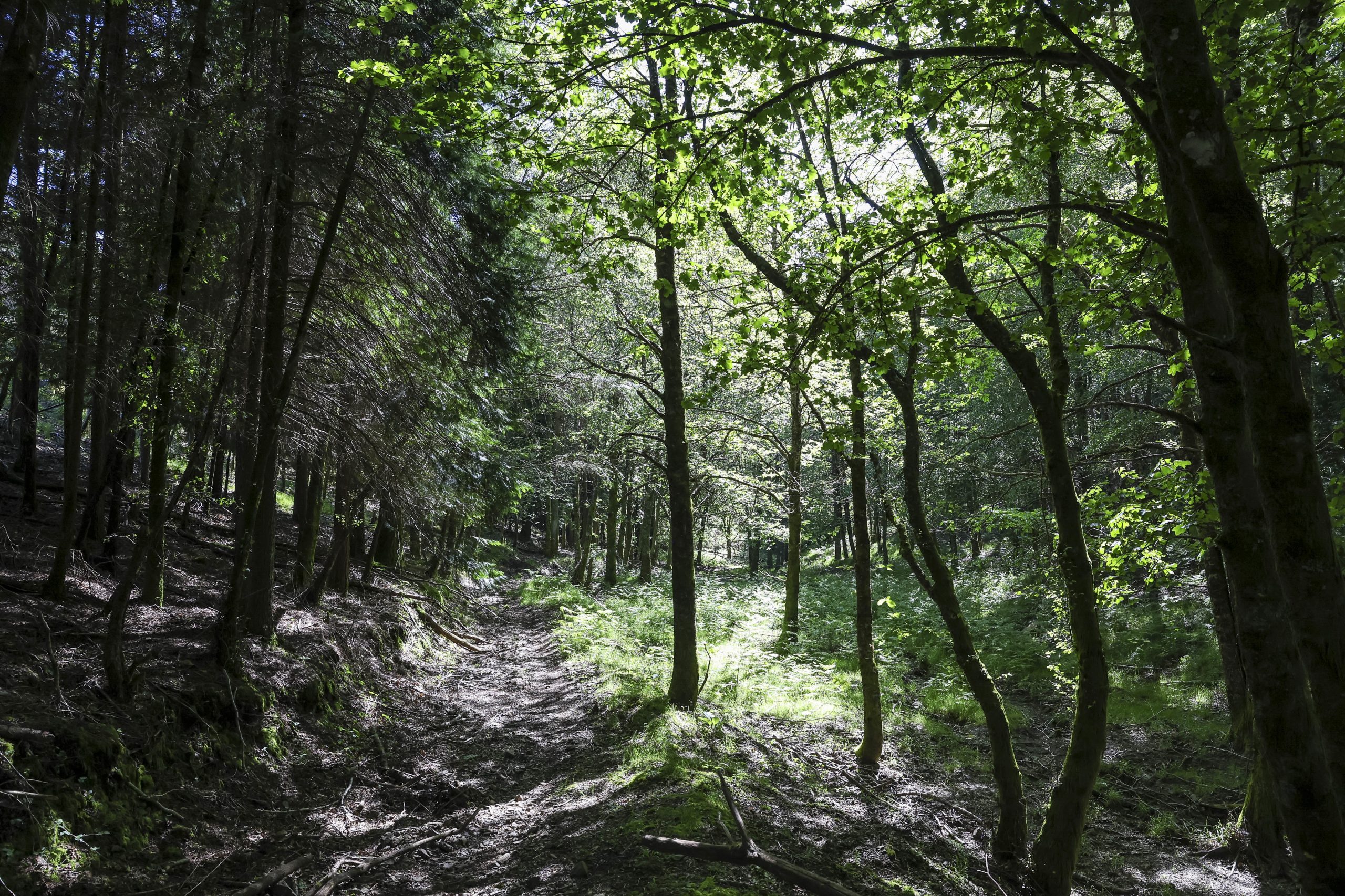 Bastam 20 minutos na floresta para aliviar o stress, diz novo estudo