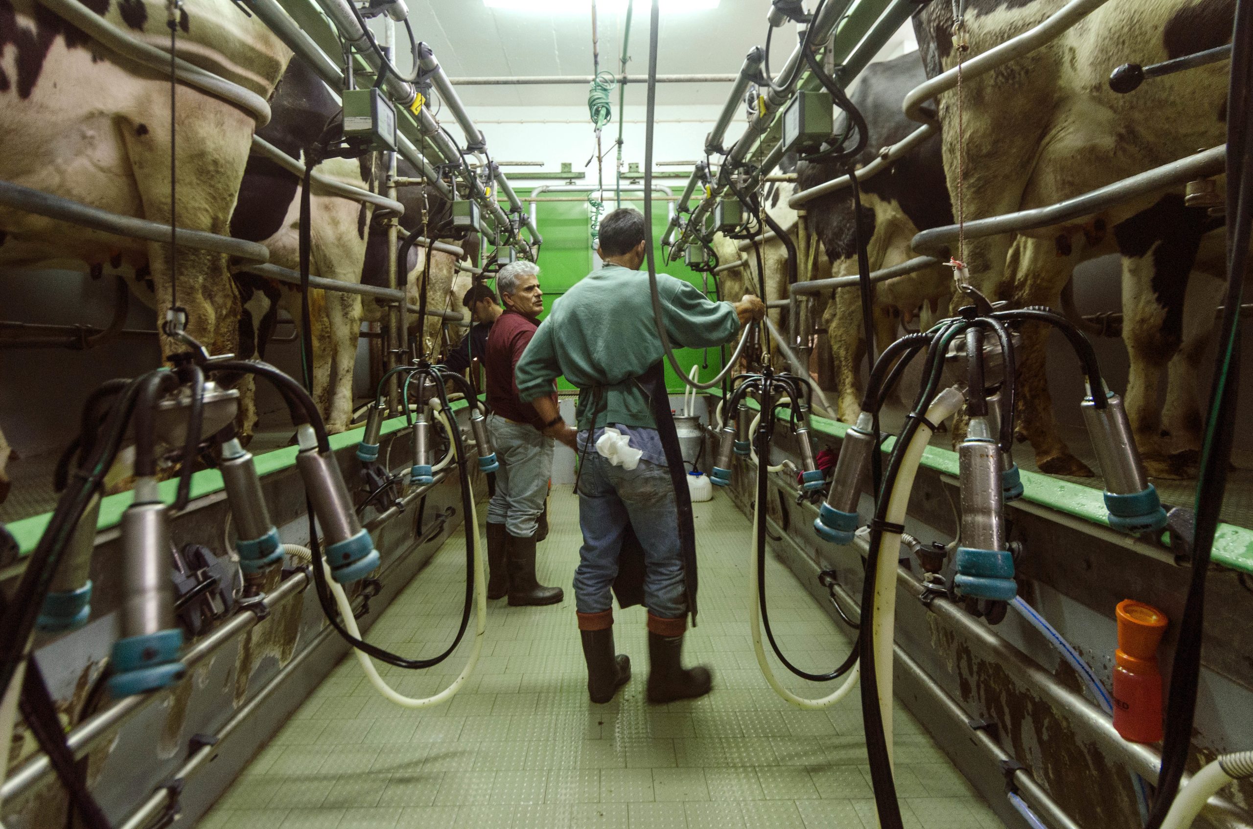 Gripe aviária pode transmitir-se através de sistemas de ordenha das vacas