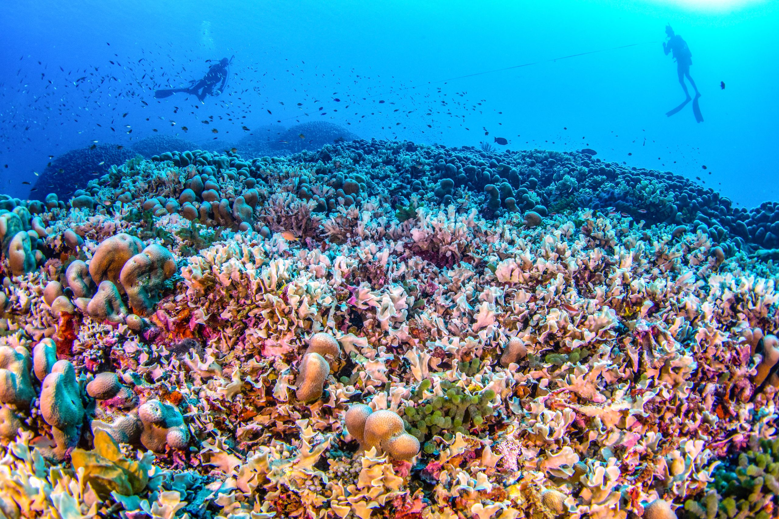 Pensaram que era um navio afundado, mas não. Cientistas descobrem maior coral do mundo perto das Ilhas Salomão