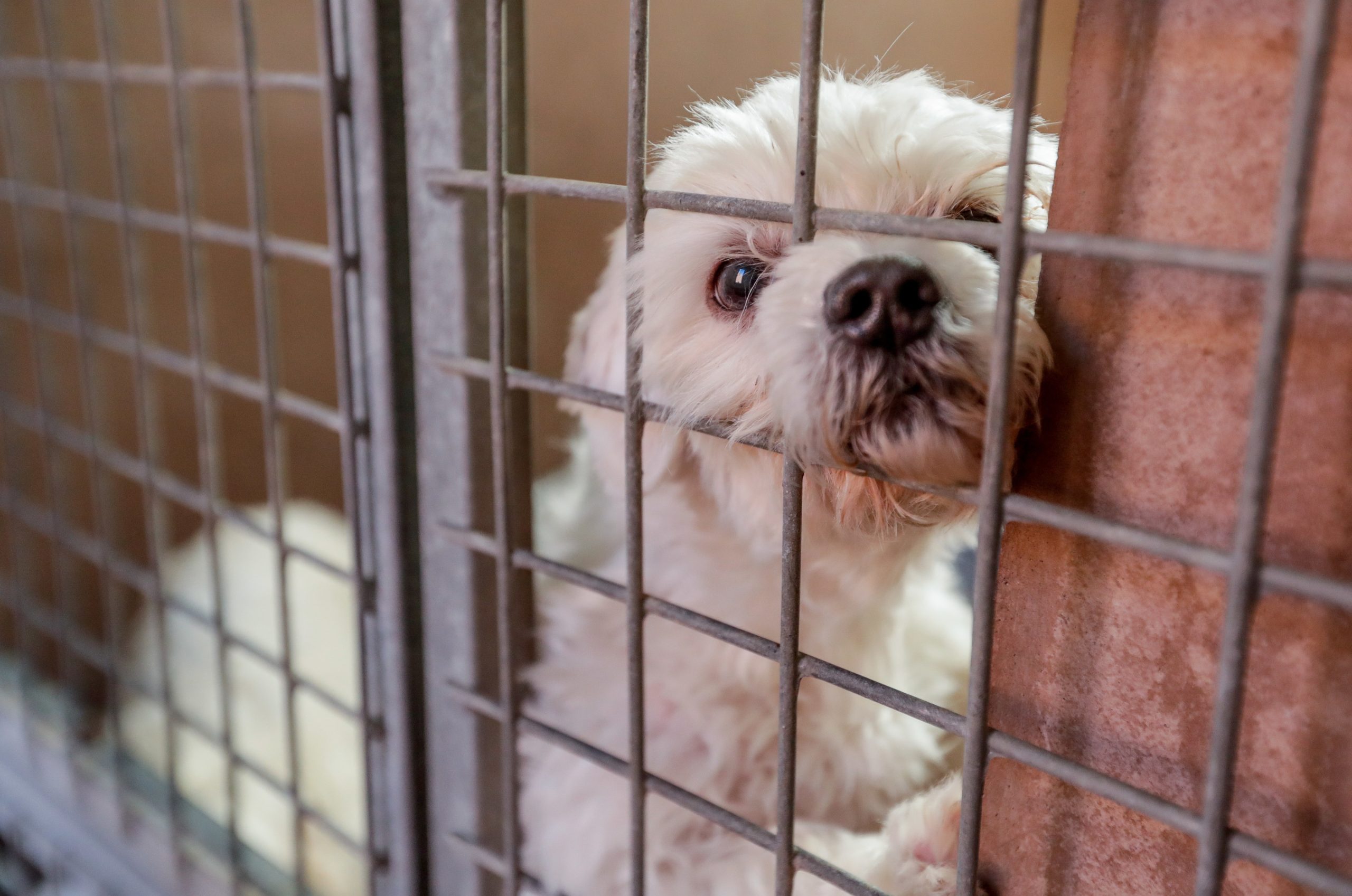 PAN quer proibir animais de companhia acorrentados e em varandas