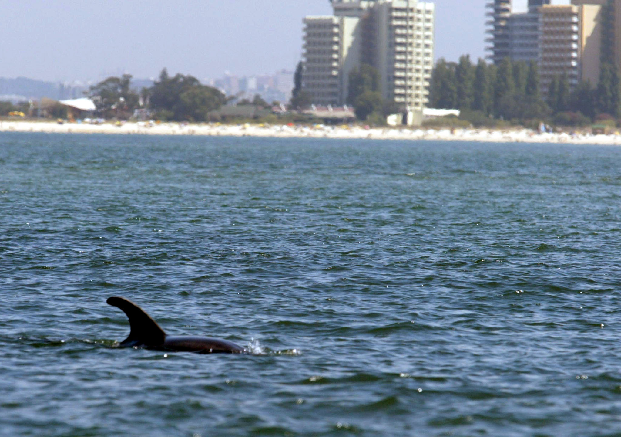 Apesar de toda a contestação, dragagens no estuário do Sado começam na quarta-feira