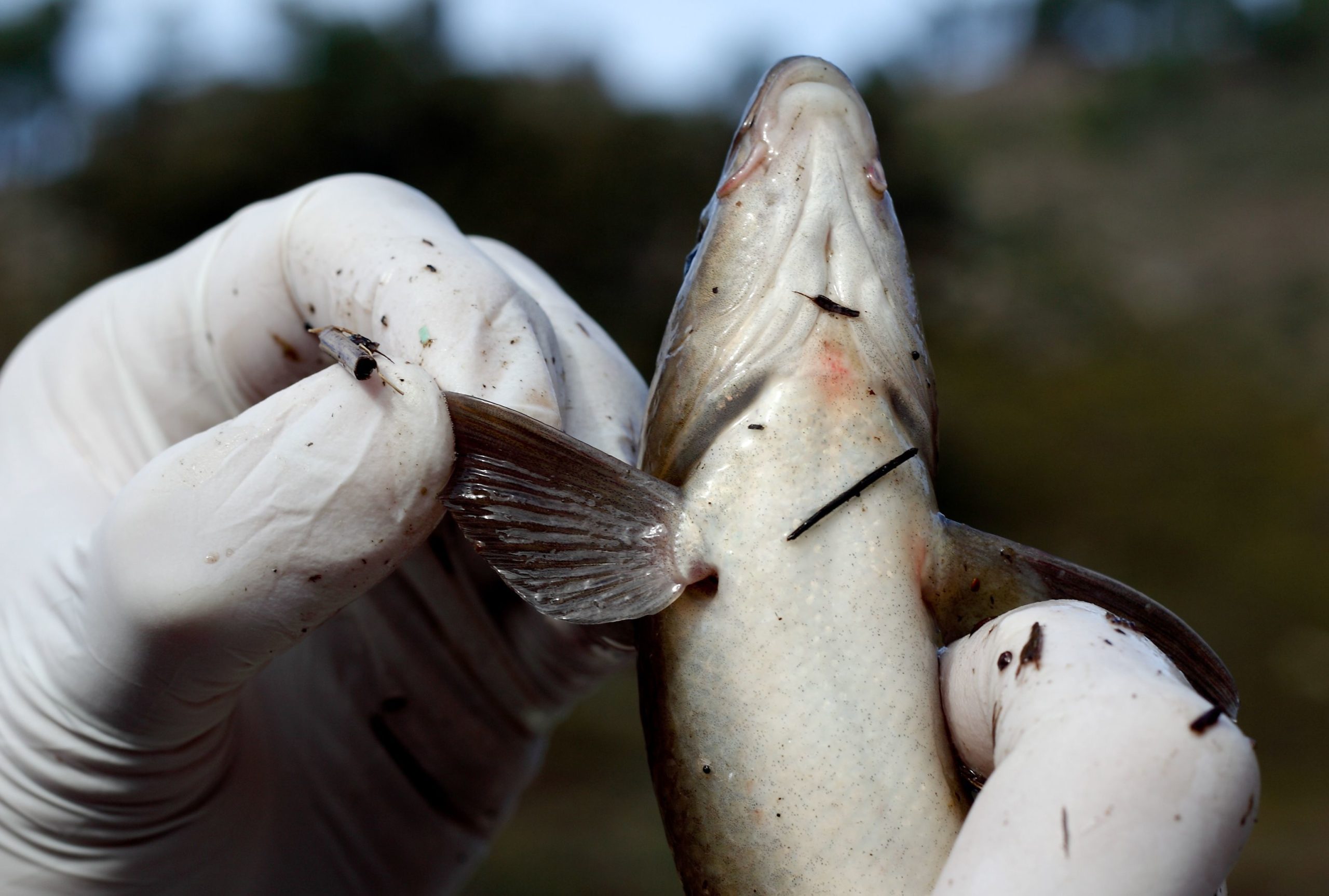 Proteção Civil retira centenas de peixes mortos em rio de Mirandela