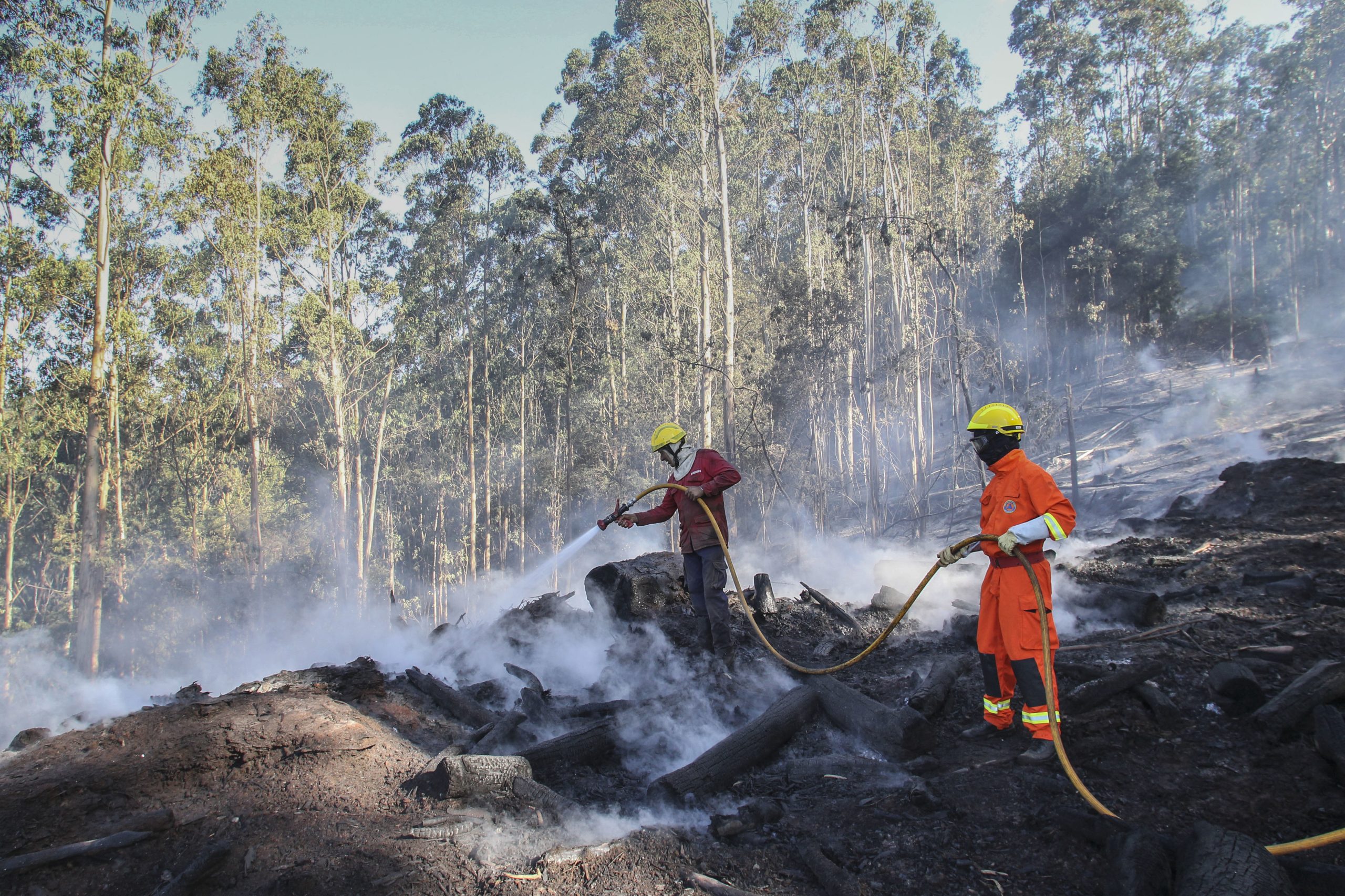 Madeira limpou 55 hectares de terreno e plantou 25 mil novas plantas