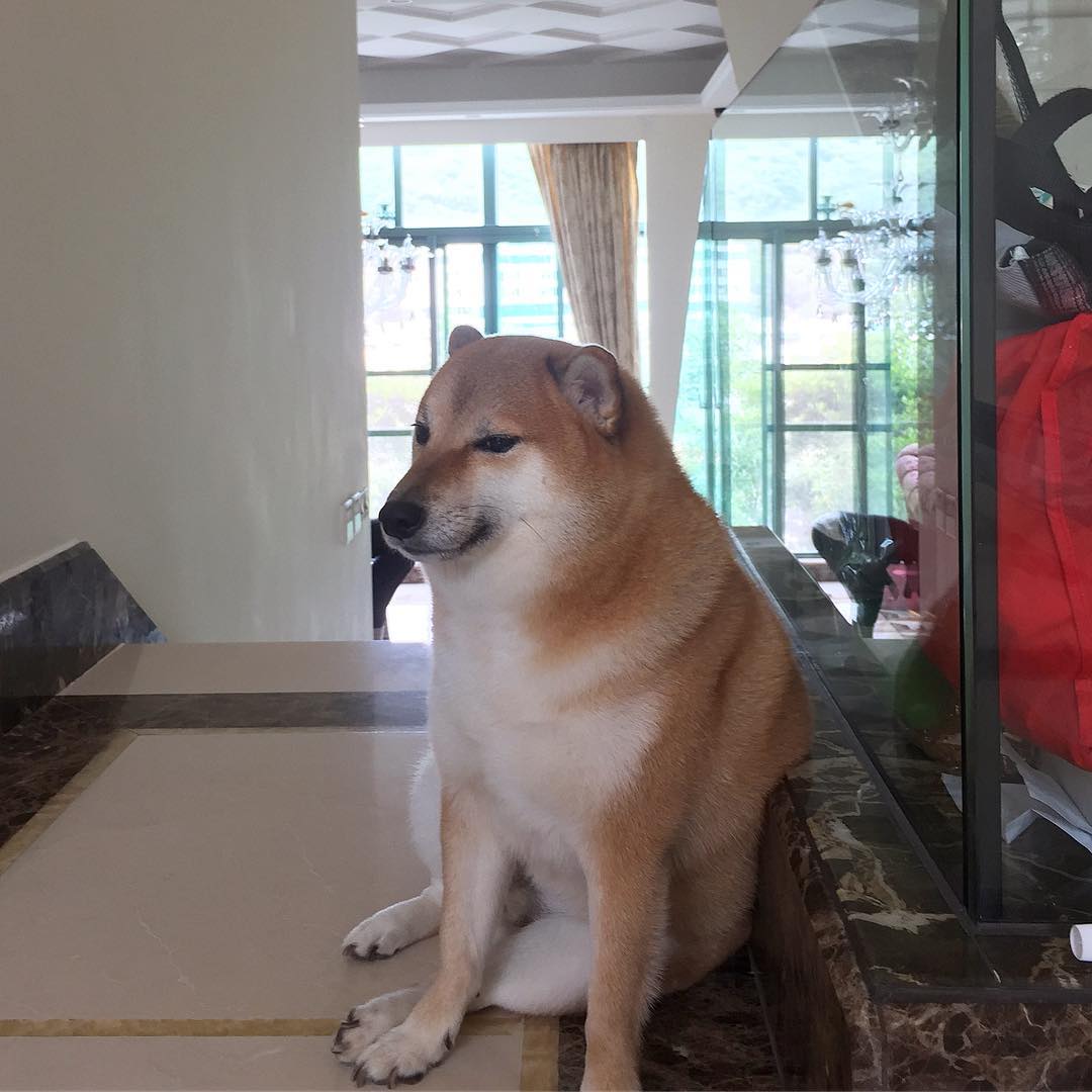Morreu Cheems Balltze, o cão que se tornou um meme inesquecível