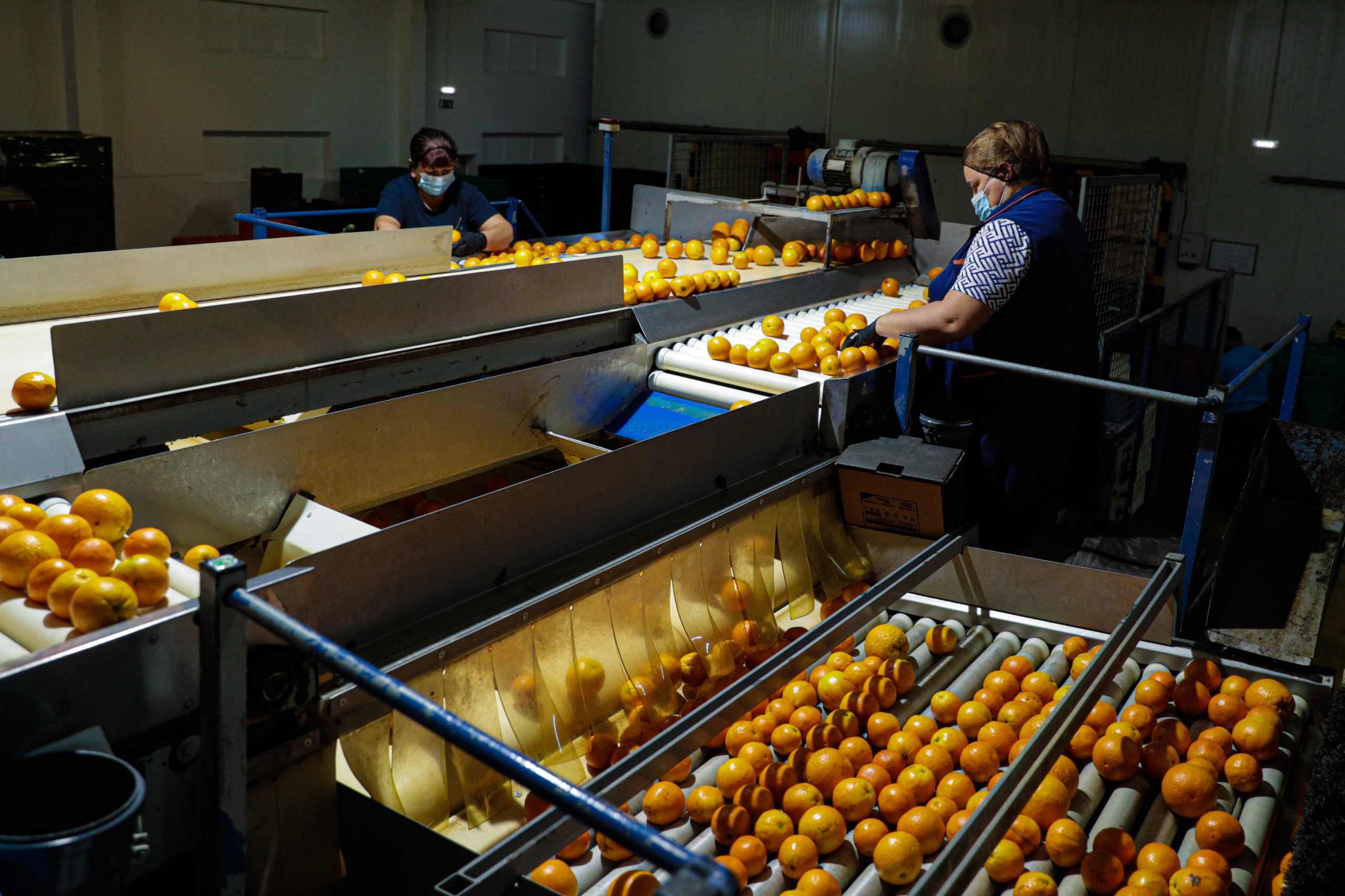 Citrinos algarvios valorizam durante pandemia em 2020
