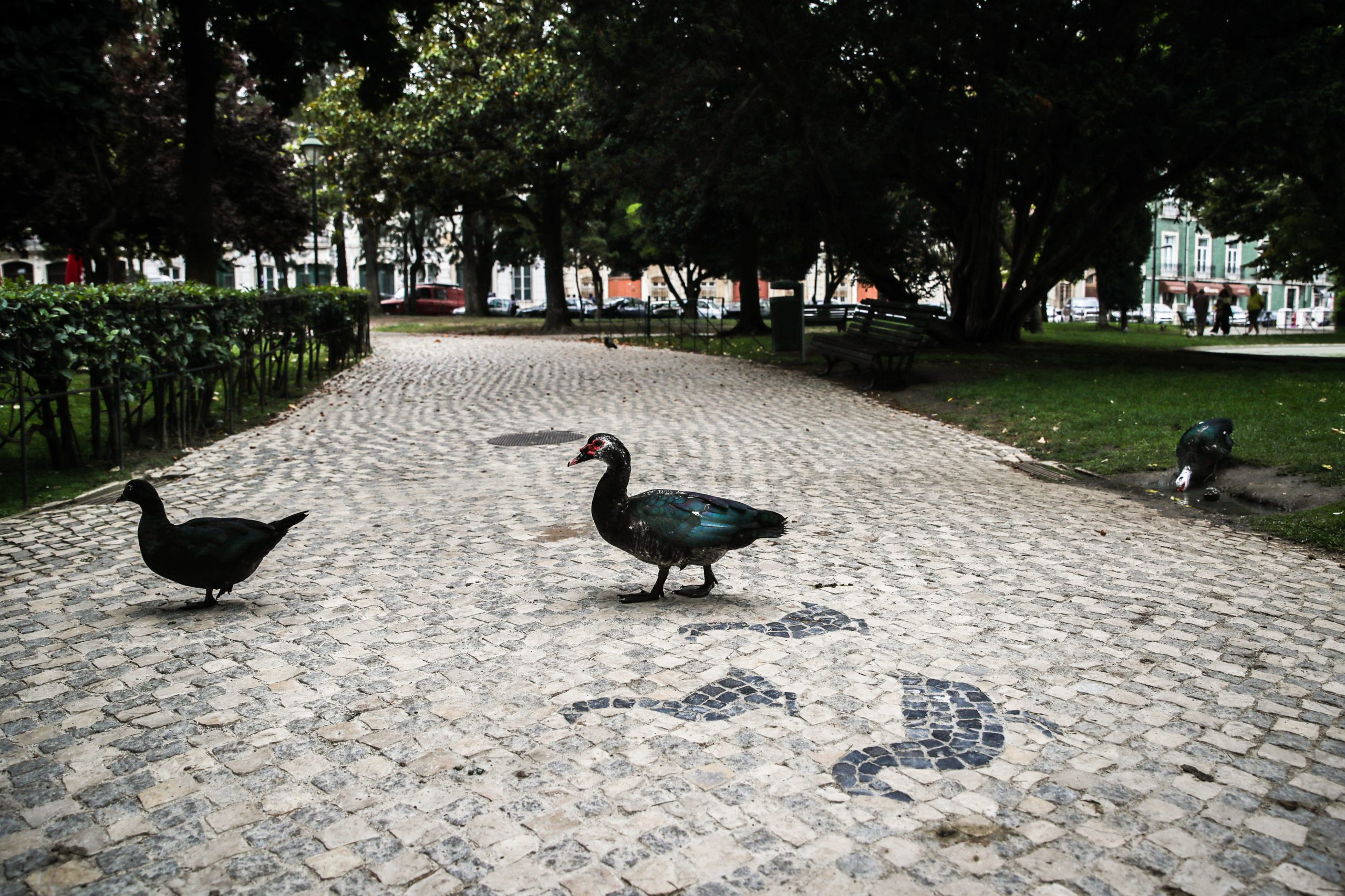 Portuguesa, com certeza, calçada é oficialmente candidata a Património Cultural Imaterial Nacional