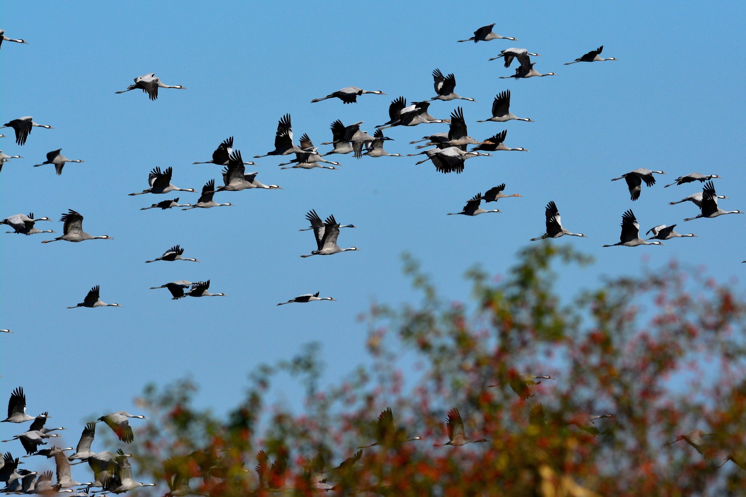 Vidros e superfícies espelhadas são uma ameaça fatal para as aves