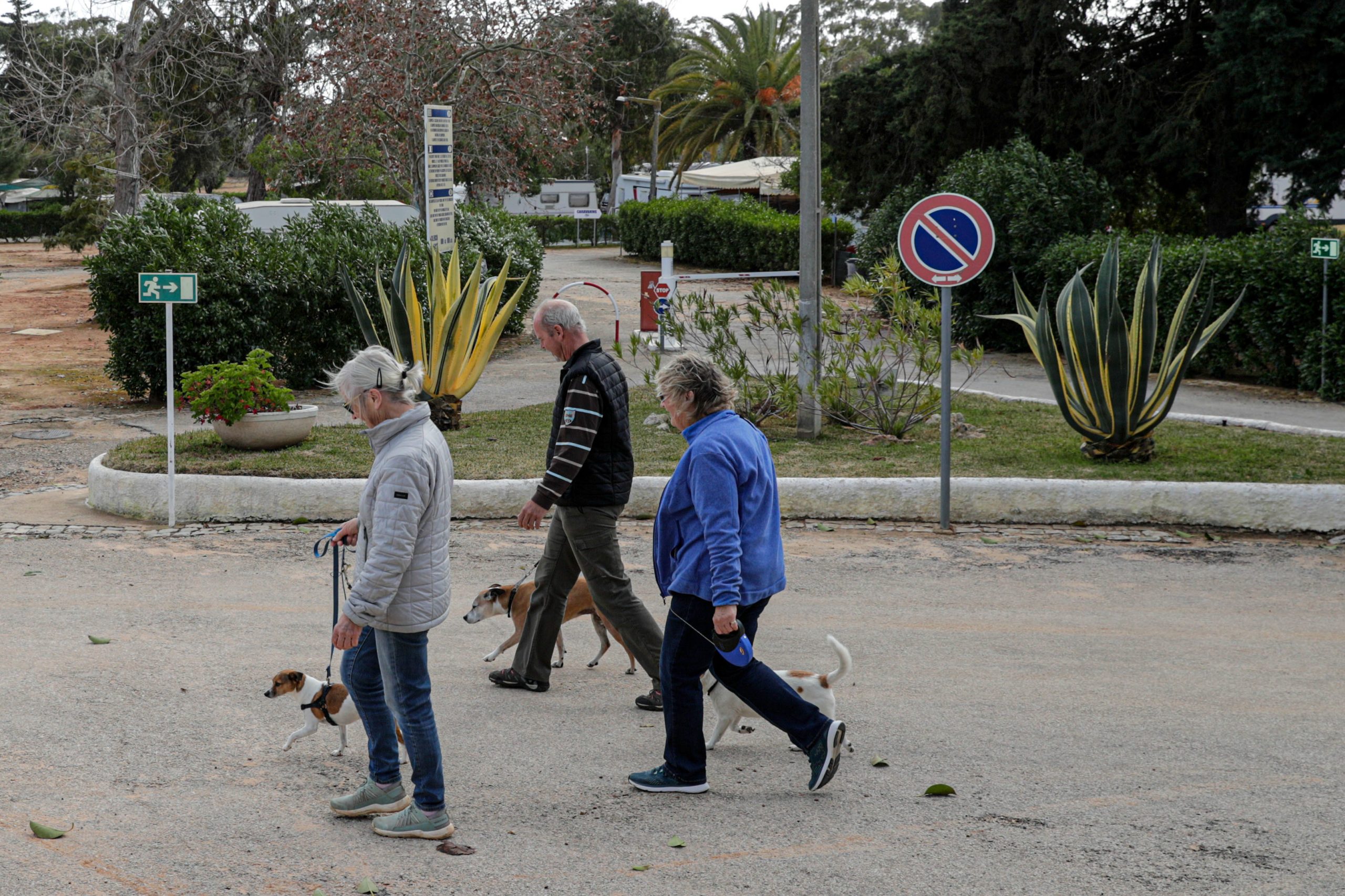 França restringe comércio de cães e gatos na internet e proíbe a venda em lojas