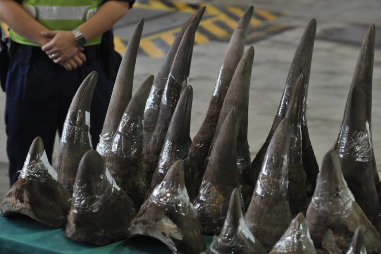 Contrabandistas são presos com 167 chifres de rinoceronte na África do Sul