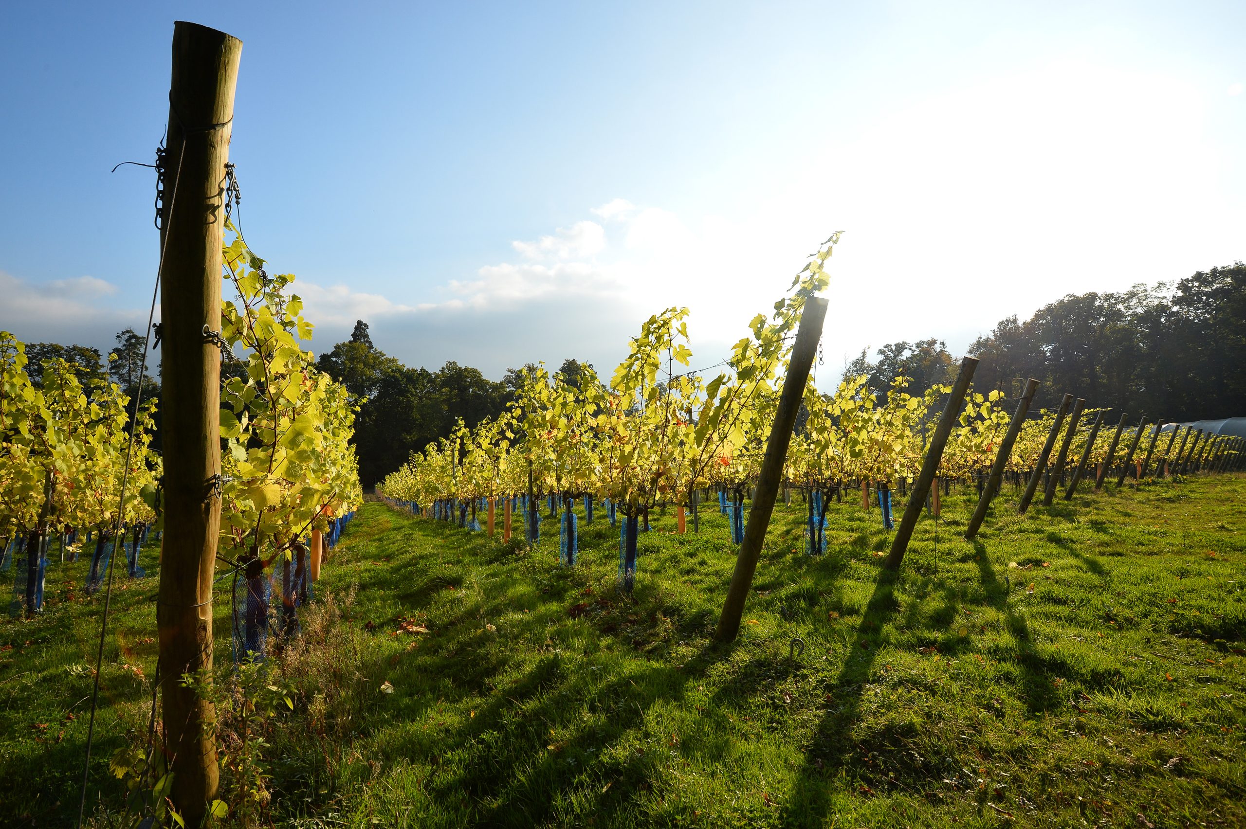 “Temos quase o mesmo clima que a Champagne há 100 anos”. Como o aquecimento global está a ajudar o vinho inglês