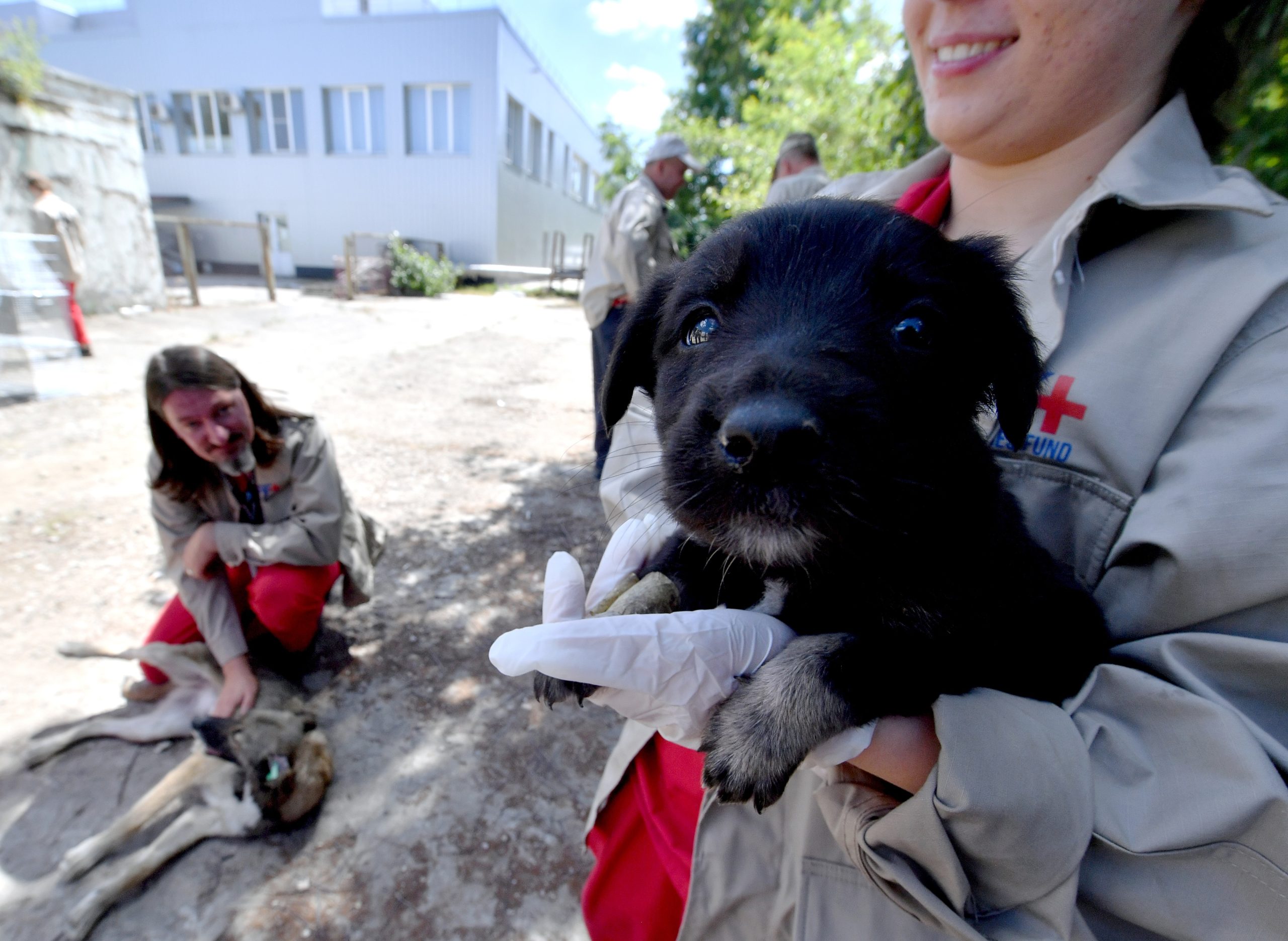 O sonho americano dos cães de Chernobyl