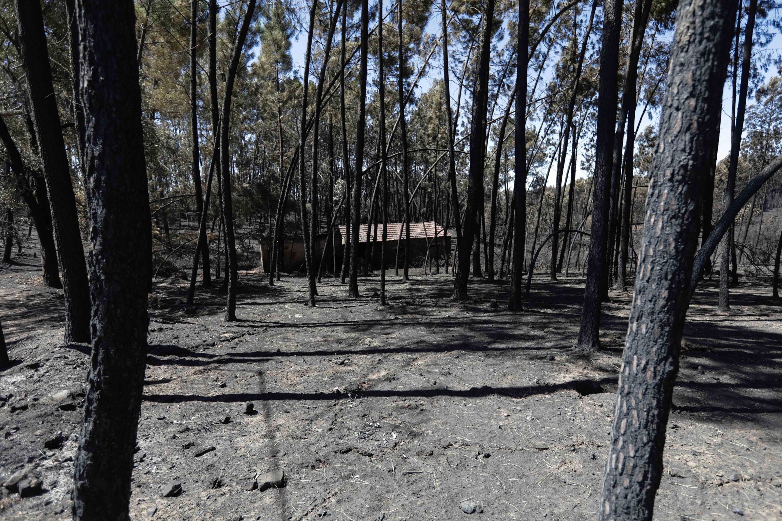 Incêndios: Bolsa solidária de engenheiros já tem 300 voluntários
