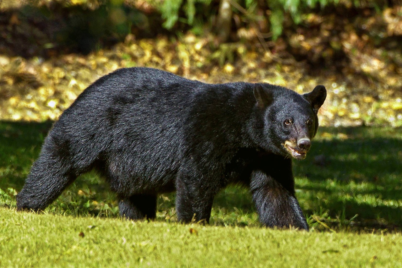 Criança de 12 anos salva o pai durante ataque de urso nos EUA