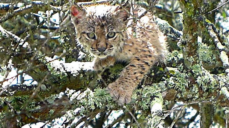 Zero satisfeita com trabalho para lince e lobo, critica cartografia de habitats