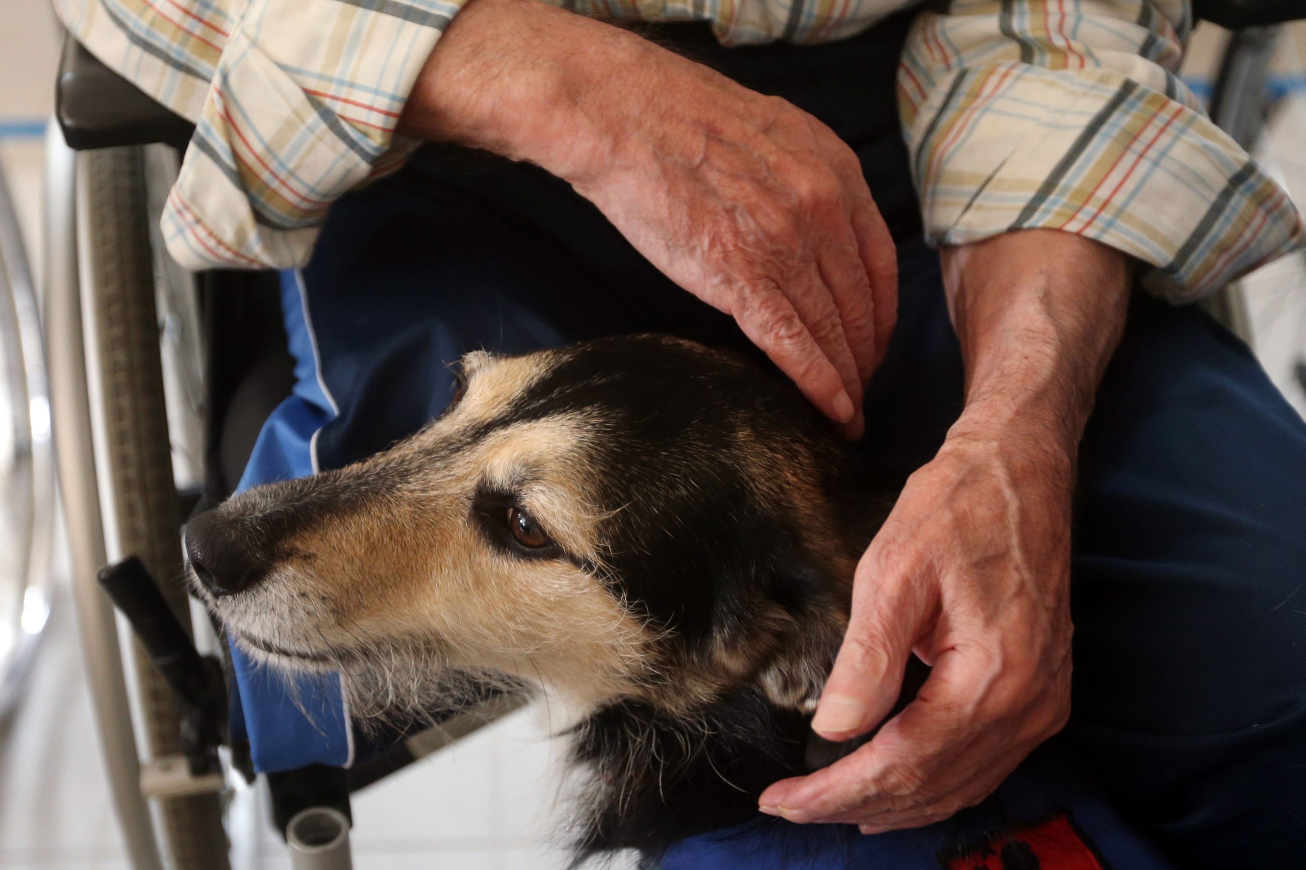 ULS São João celebra Dia do Idoso com terapia com animais e expansão de projeto de leitura