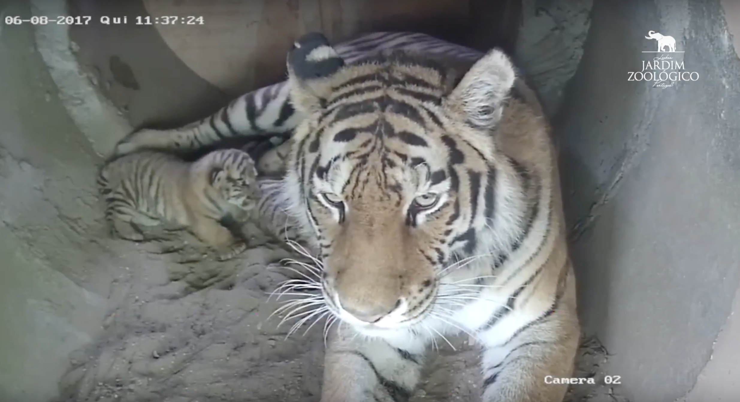 Duas crias Tigre-da-Sibéria apresentadas hoje no Jardim Zoológico de Lisboa