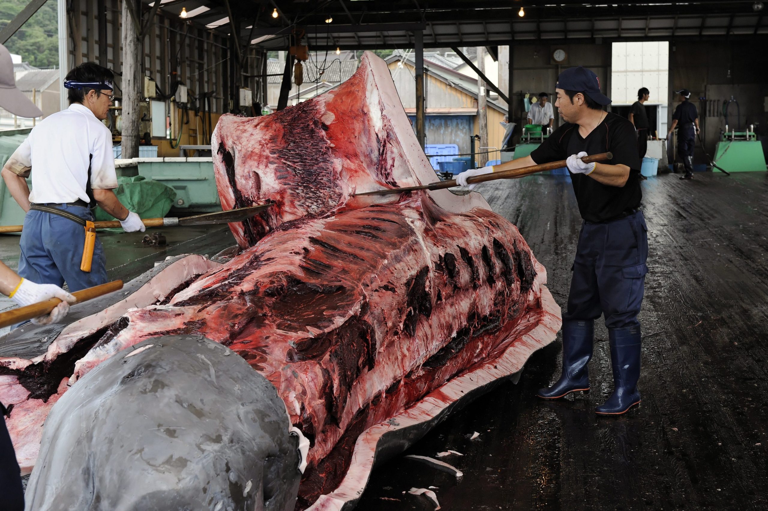 “São um recurso alimentar importante”. Japão quer alargar caça da baleia