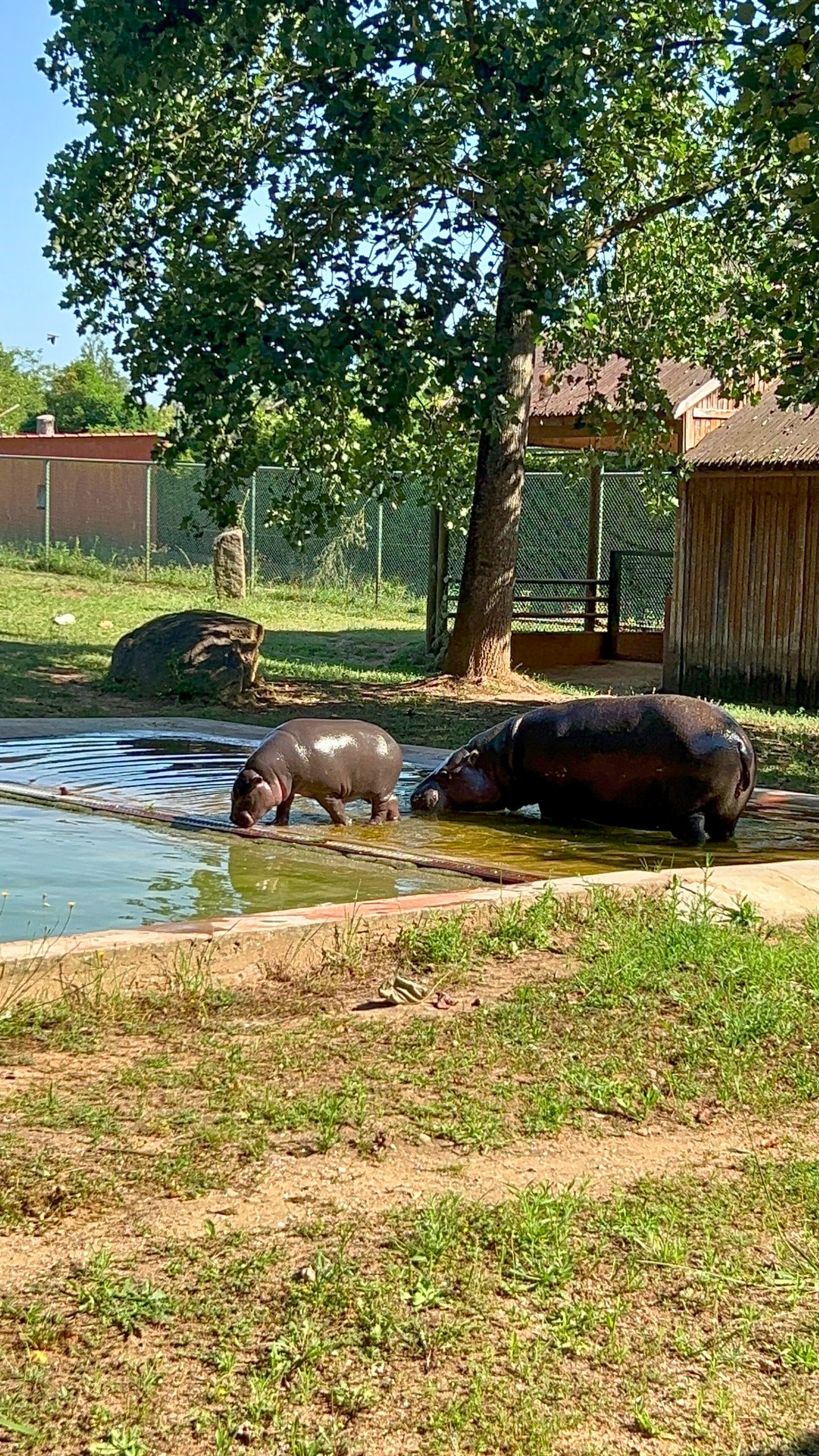 Hipopótamo-pigmeu em risco de extinção nasce no Zoo Santo Inácio
