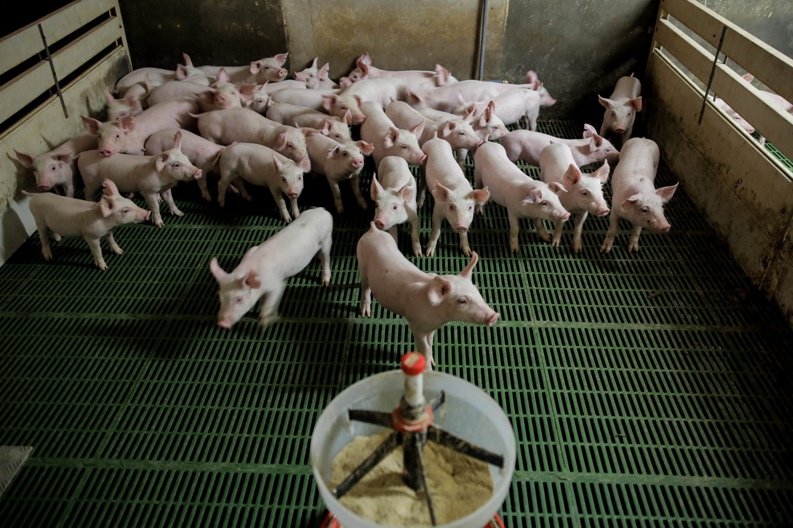 Suinicultores pedem apoios para atravessar “crise gravíssima”