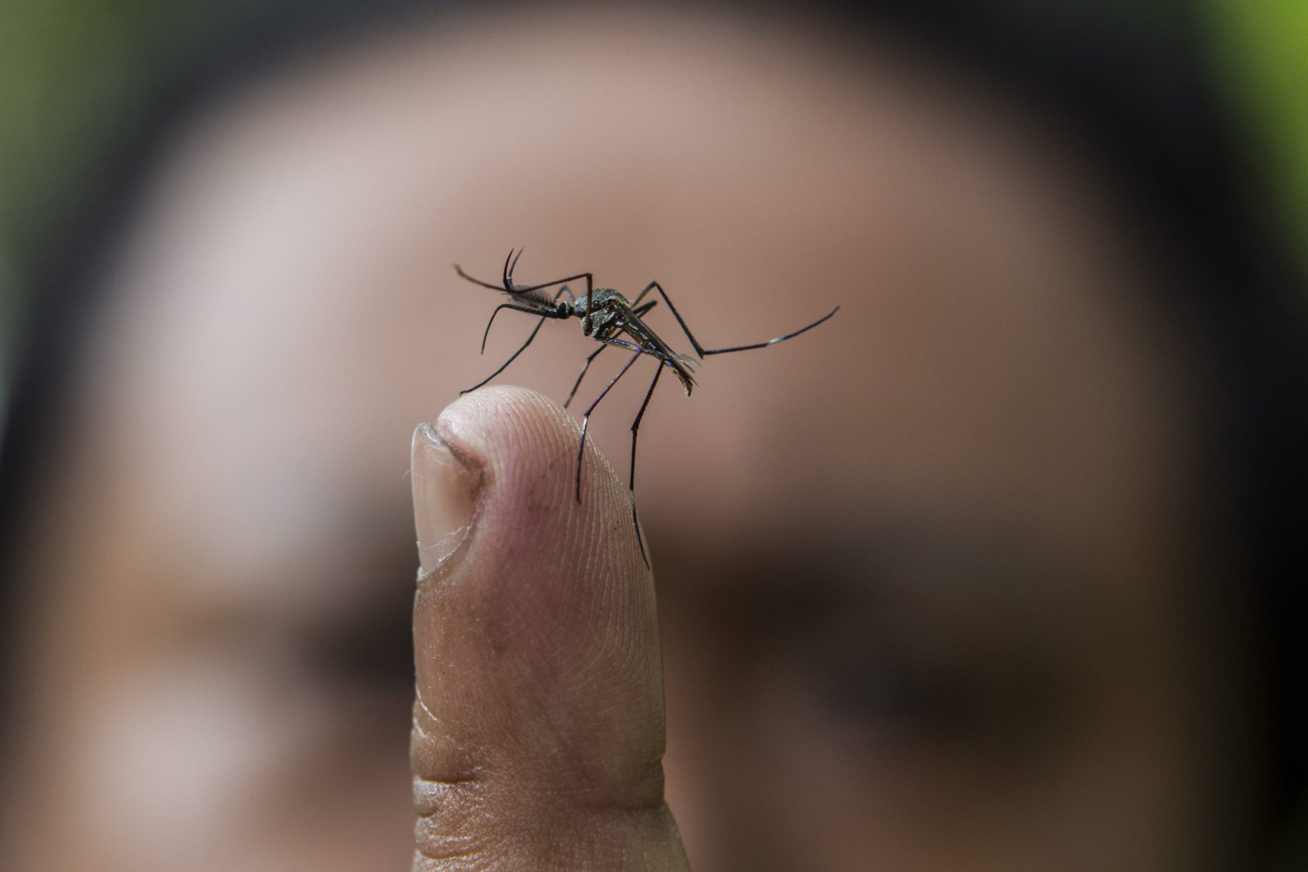 Serviços de Saúde de Macau confirmam quinto caso local de febre de dengue