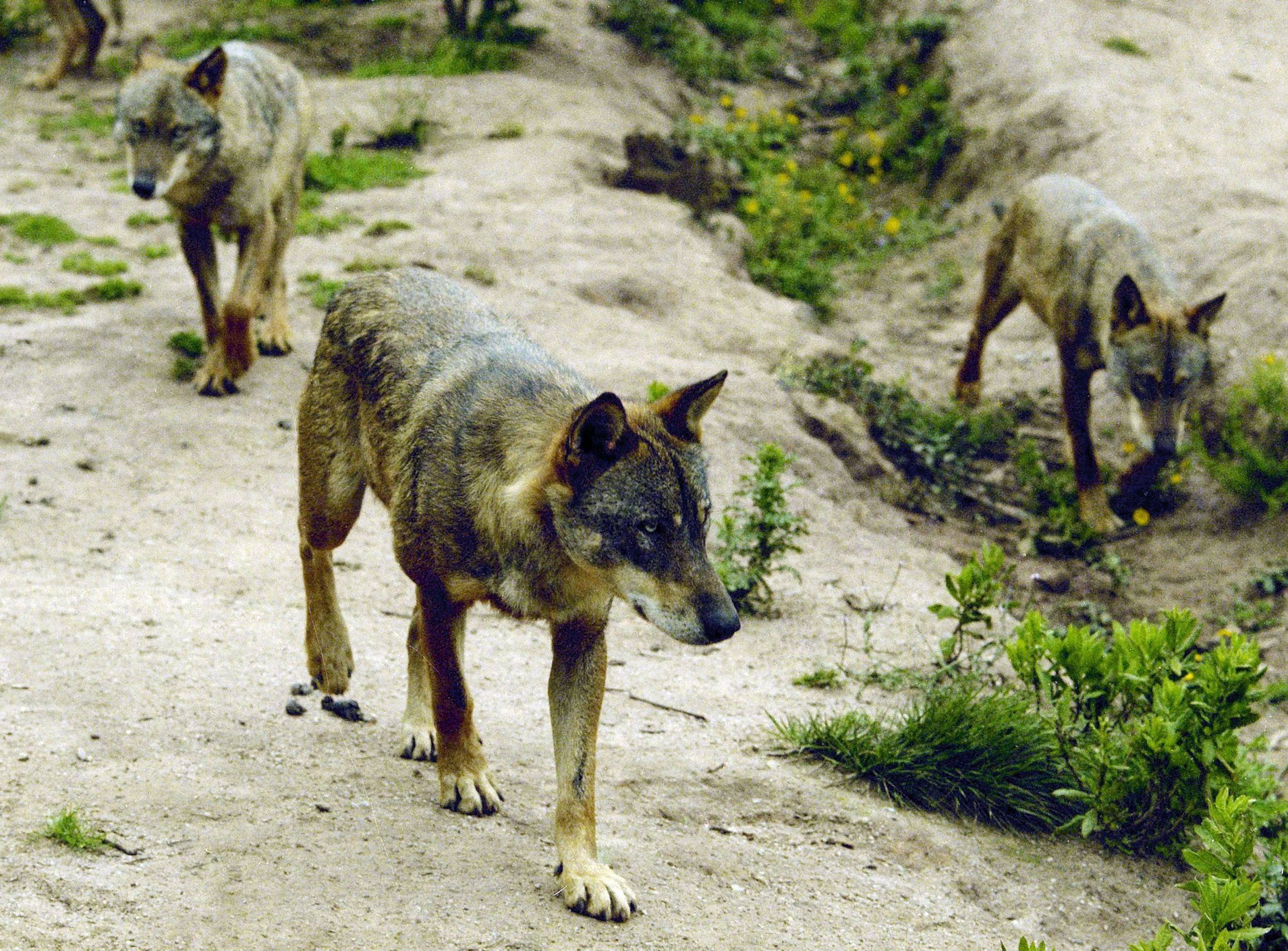 Crianças devem manter-se afastadas da floresta de Utrecht. Não é a história do Capuchinho Vermelho, mas o culpado é mesmo o lobo