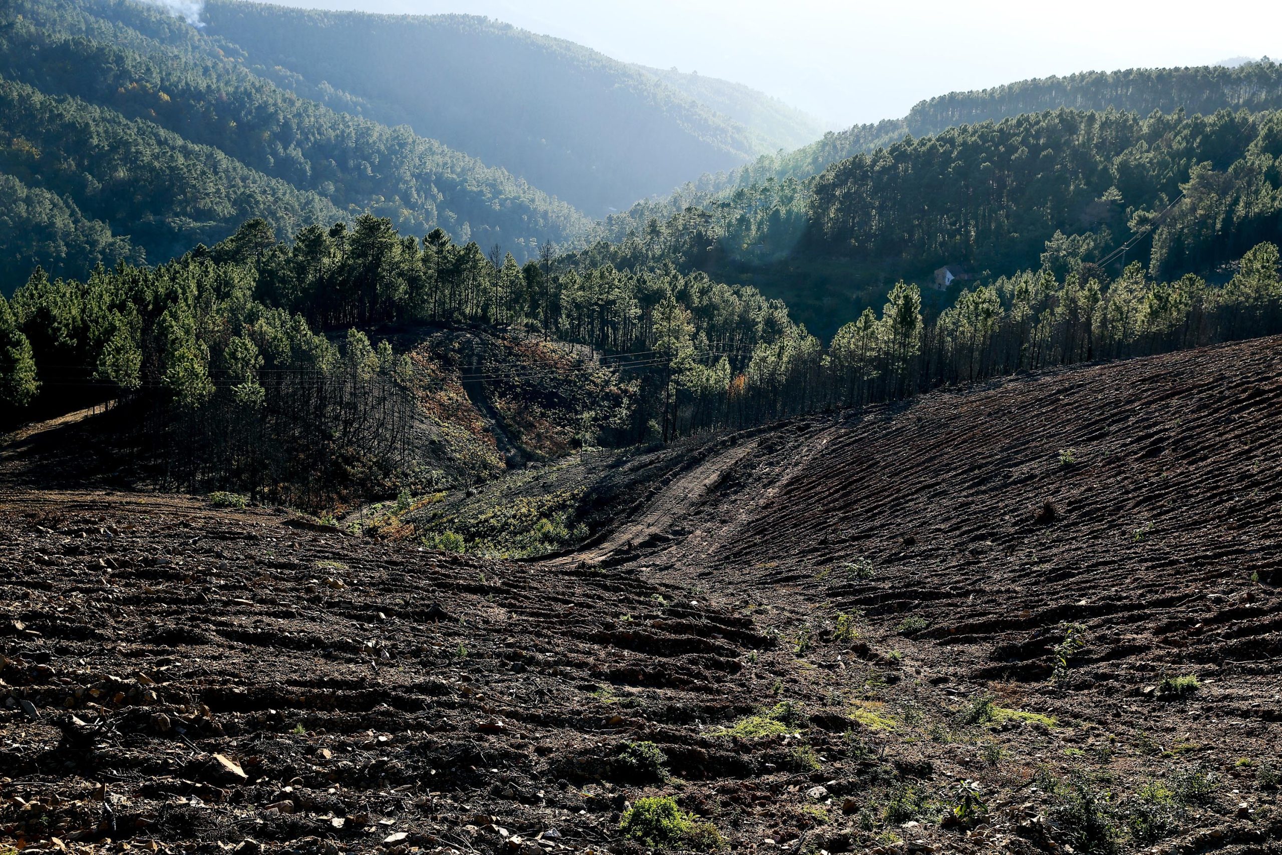 Sindicato critica insistência do Governo em extinguir carreira da guarda florestal