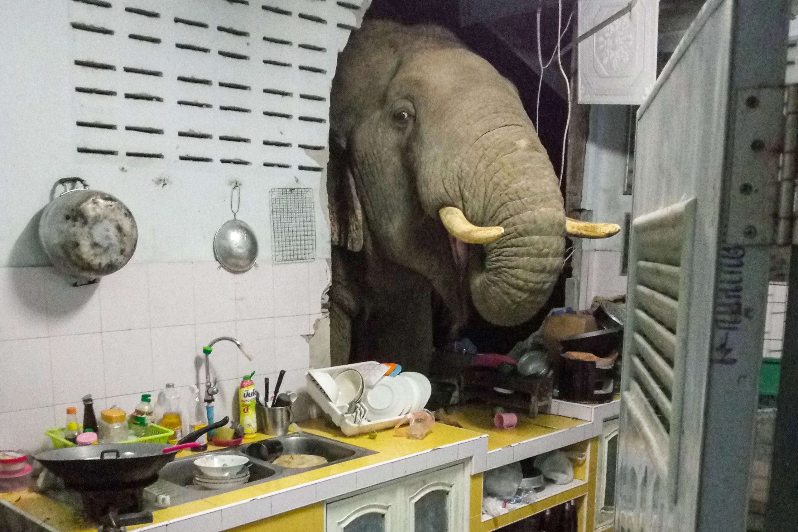 Estar de trombas. Um elefante faminto irrompeu pela cozinha de uma casa na Tailândia à procura de comida