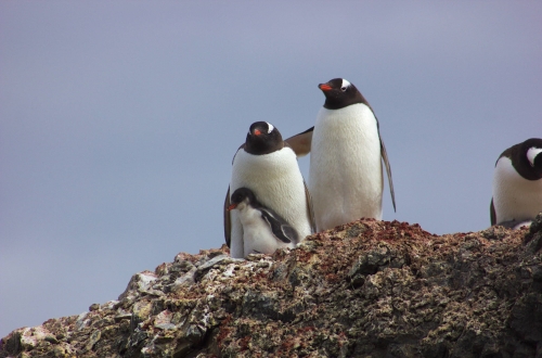WWF insiste em criação de área protegida na Antártida após morte em massa de pinguins