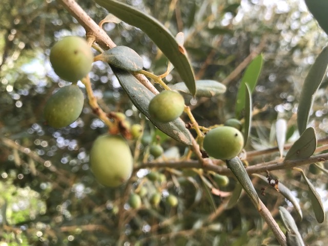 Promoção de azeite do Alentejo em seis países acelerou exportações de produtores