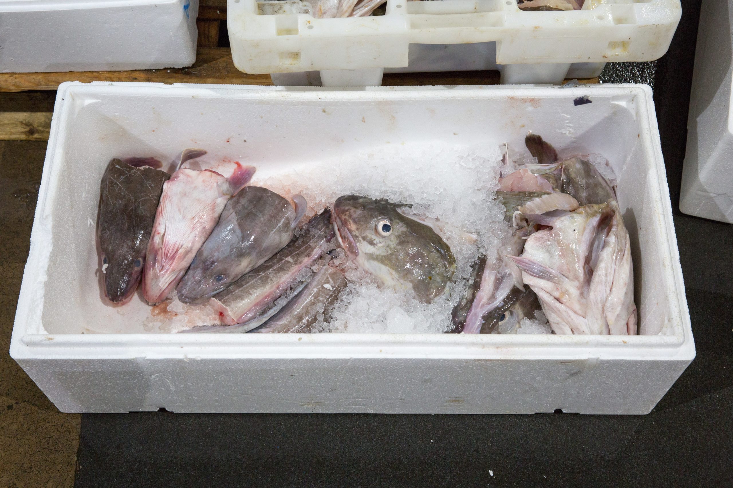Permitida pesca de mais 309 toneladas de bacalhau em 2023 junto ao Canadá